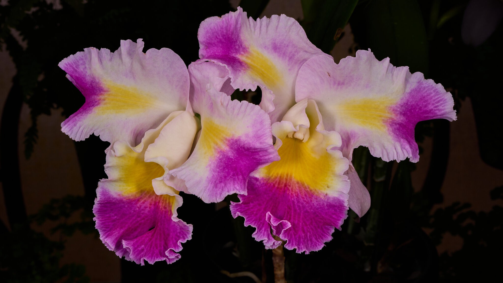 Mischief - Longwood - 02162026 - 01.jpg