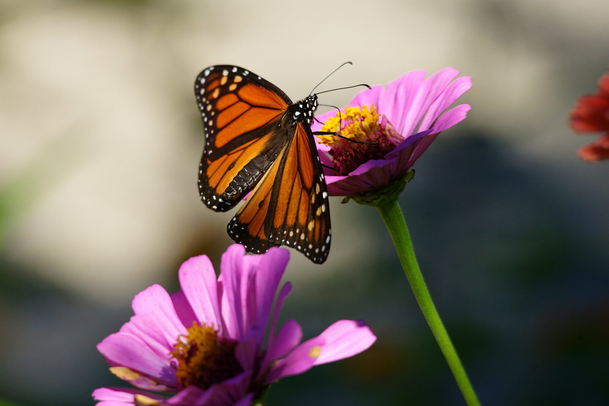 Monarch Butterfly