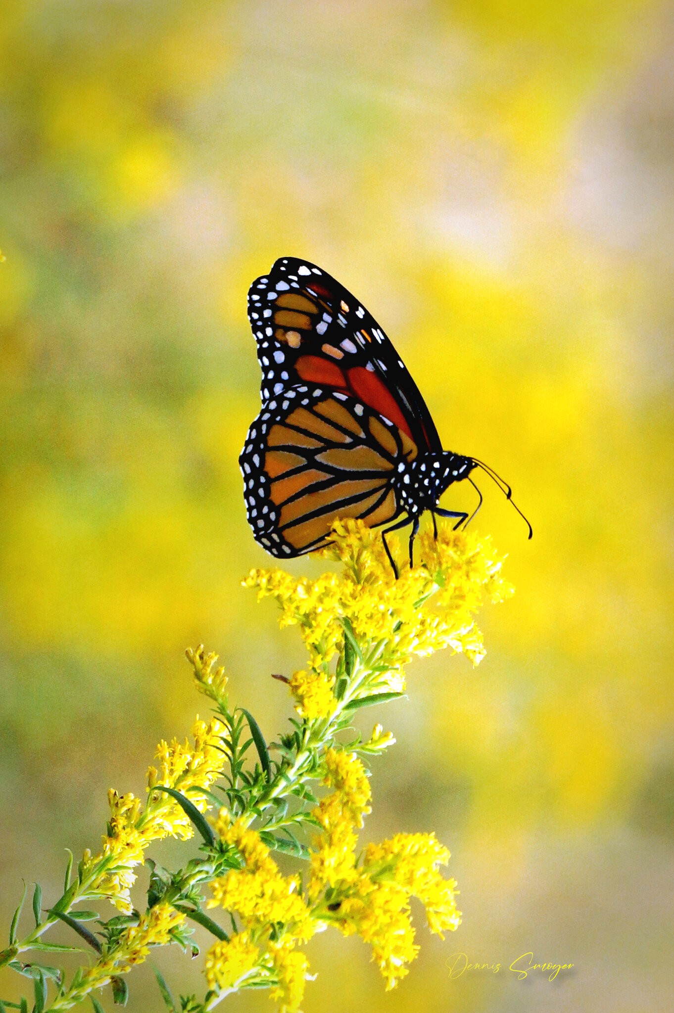 Monarch Butterfly