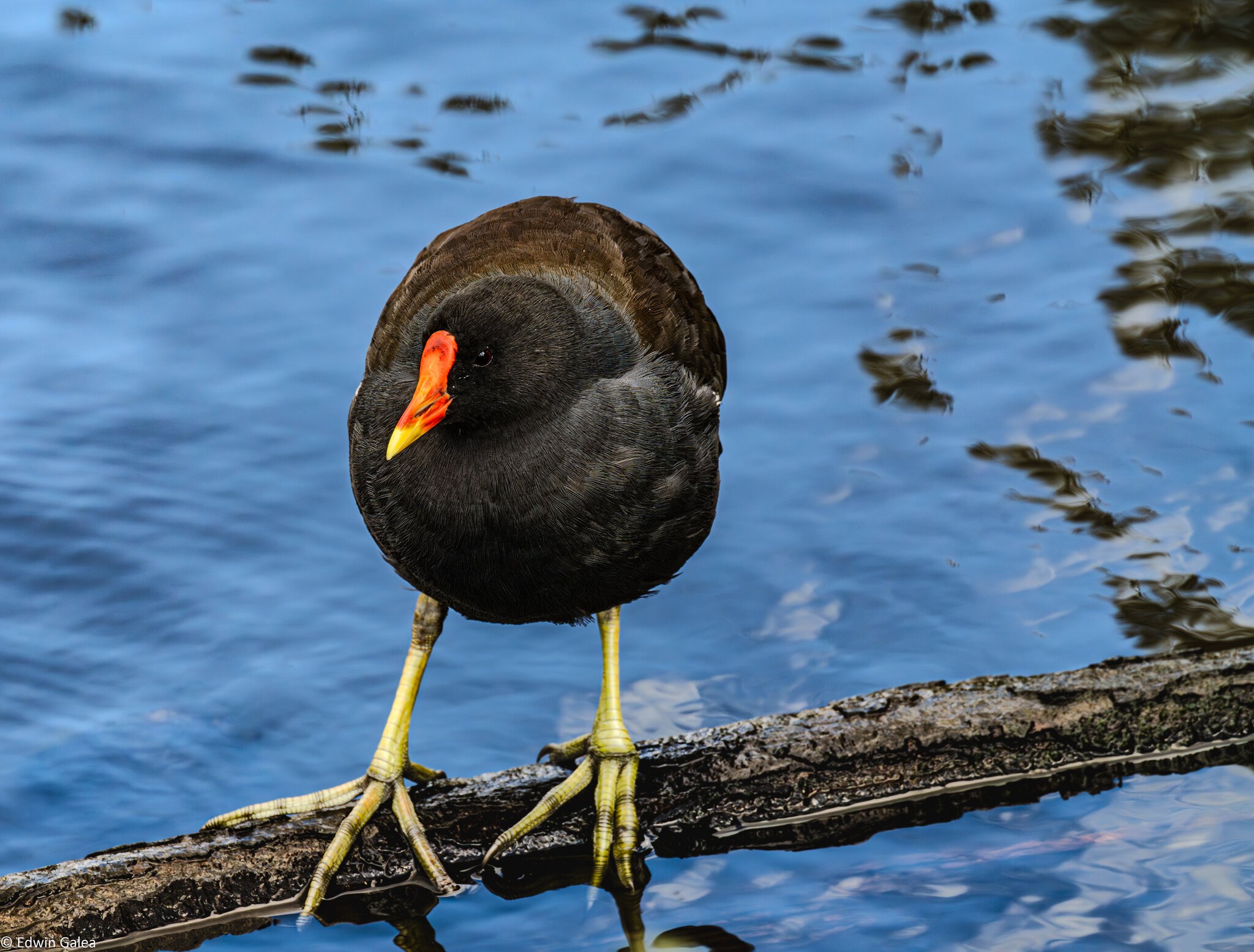 moor_hen_hdr-2.jpg