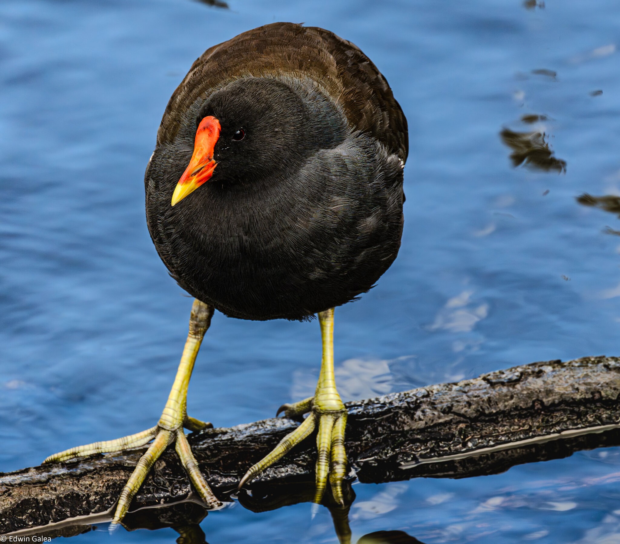 moor_hen_hdr-3.jpg