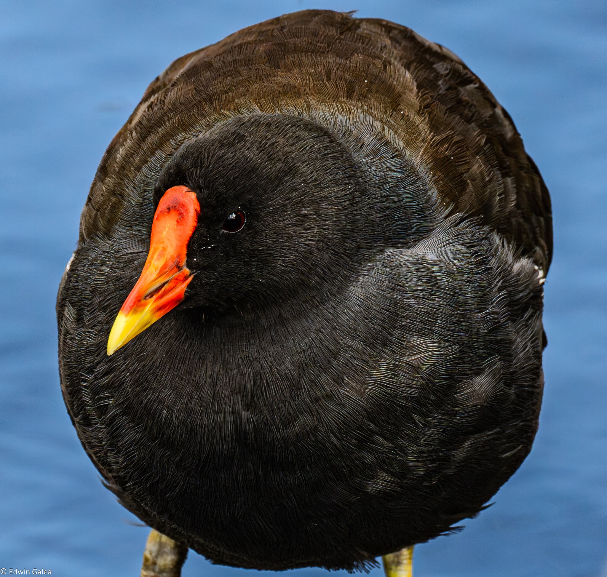 moor_hen_hdr-5.jpg