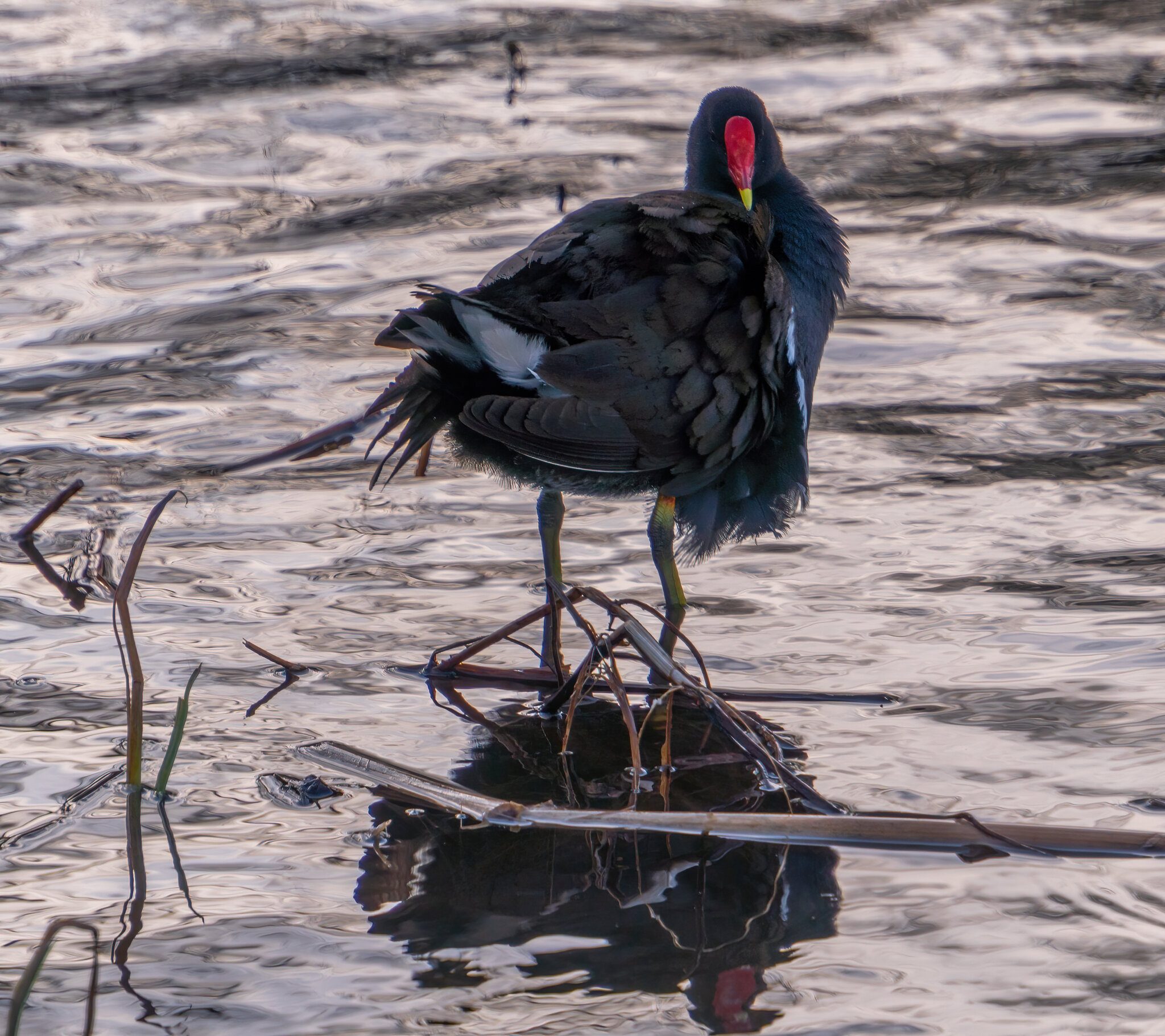 Moorhen1.jpg