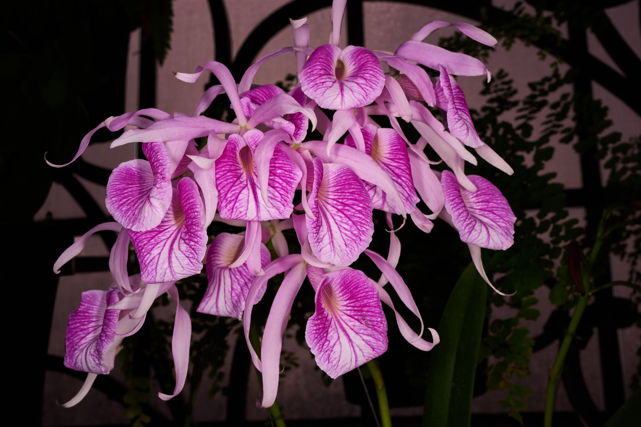 Morning Glory H & R - Longwood - 02162026 - 01.jpg