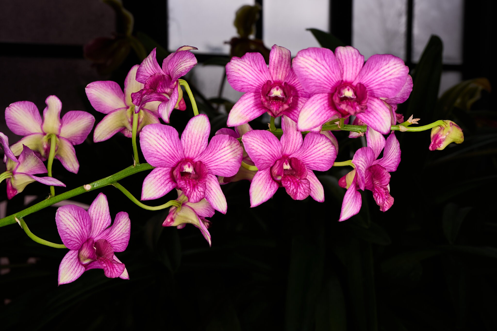 Morning Sun - Longwood - 02162026 - 01.jpg