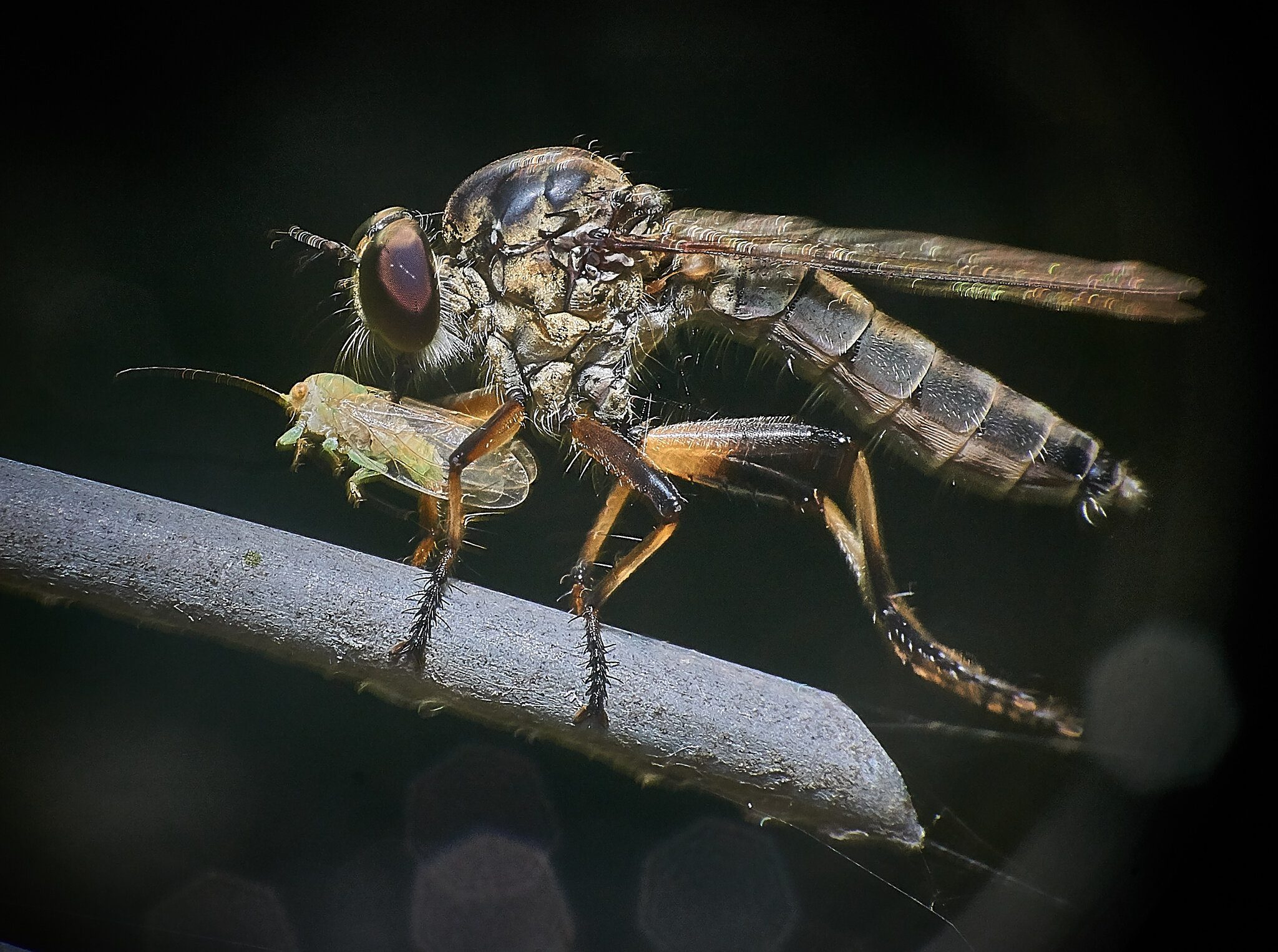 Mosca asesina (Asilidae)