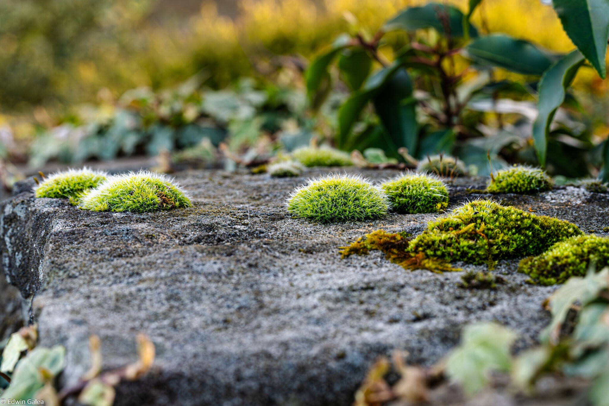 moss on wall-2.jpg