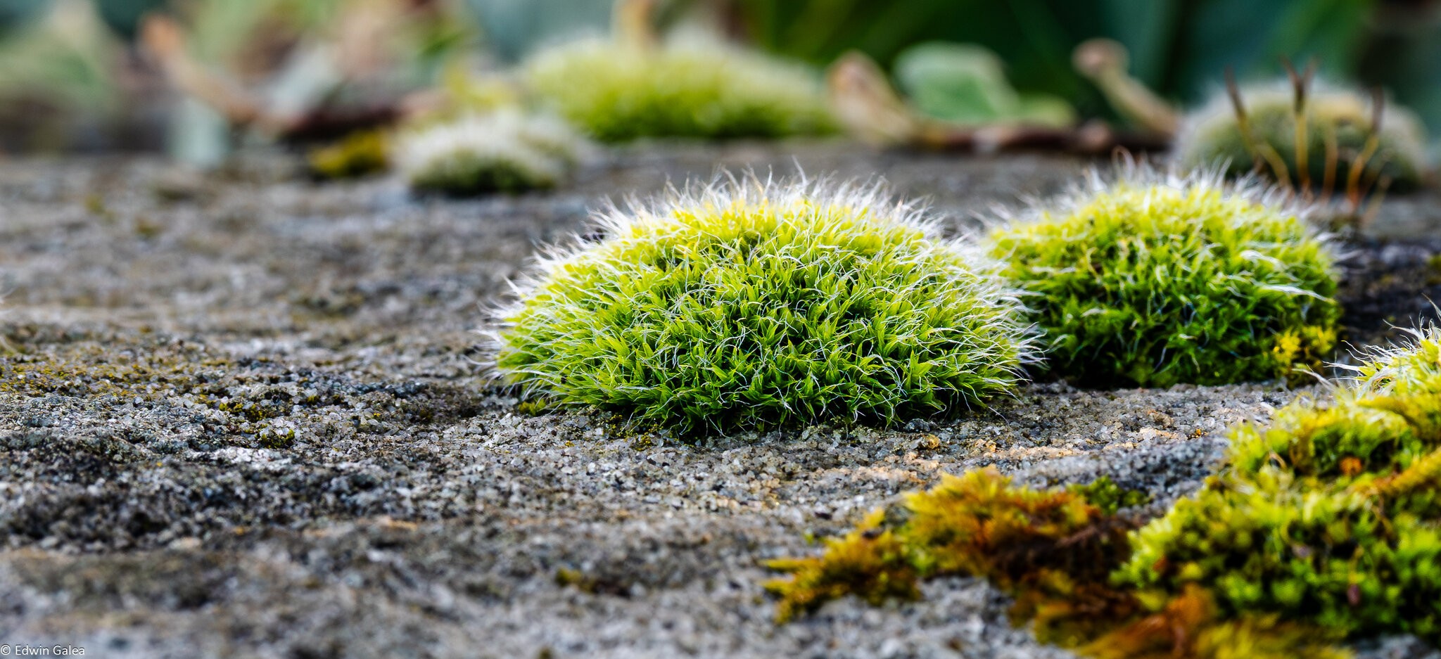 moss on wall-5.jpg