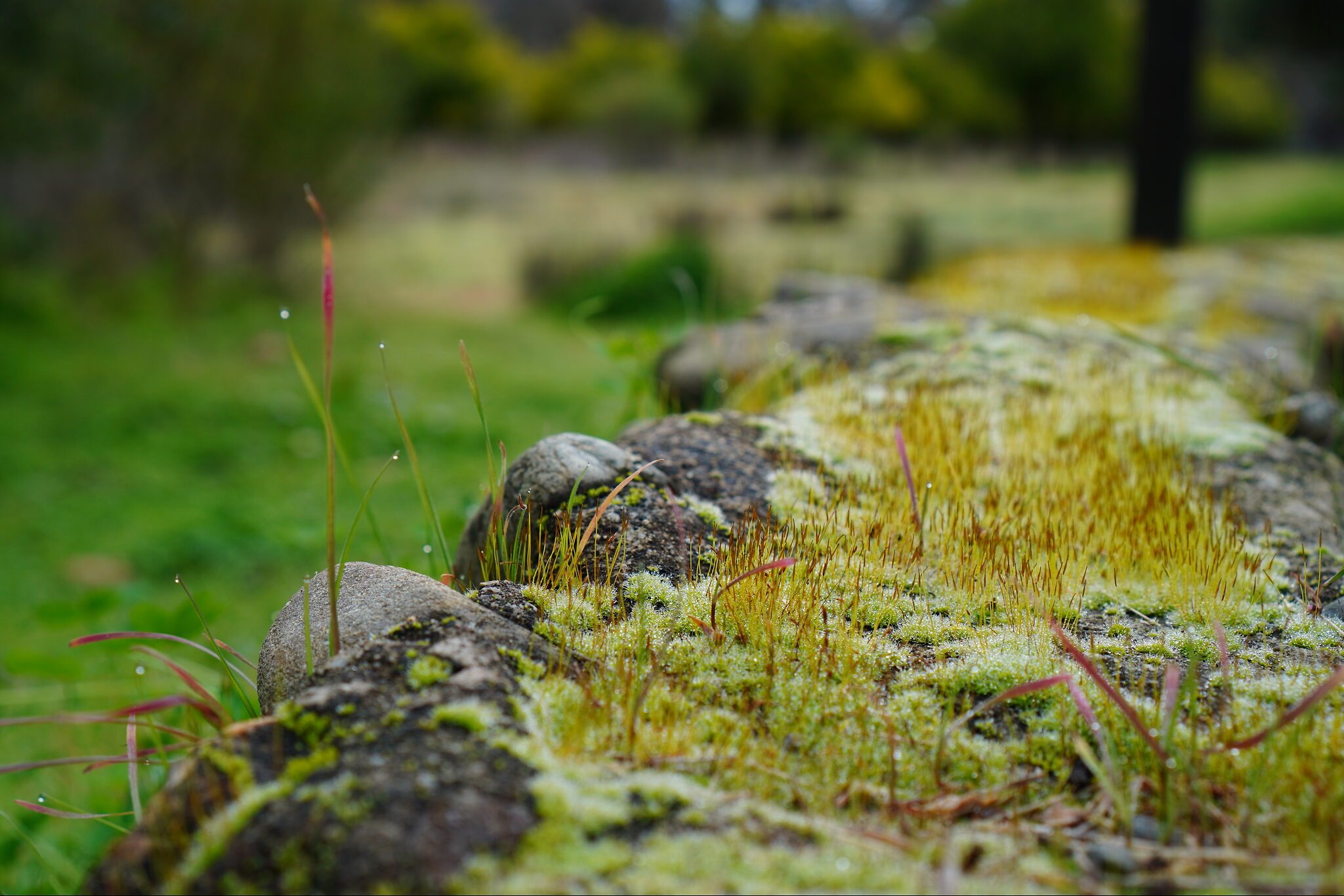 Mossy world