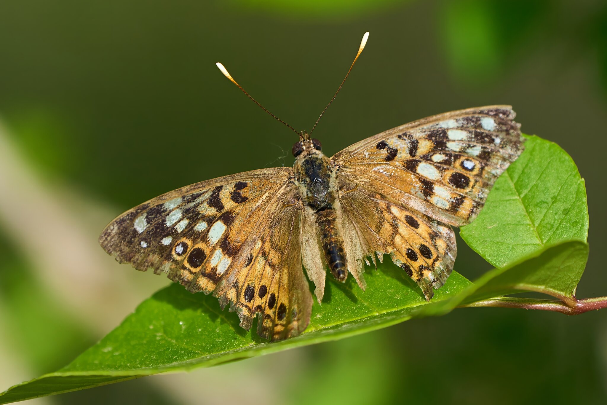 Moth - Flower Mound - 04212023 - 01- DN.jpg