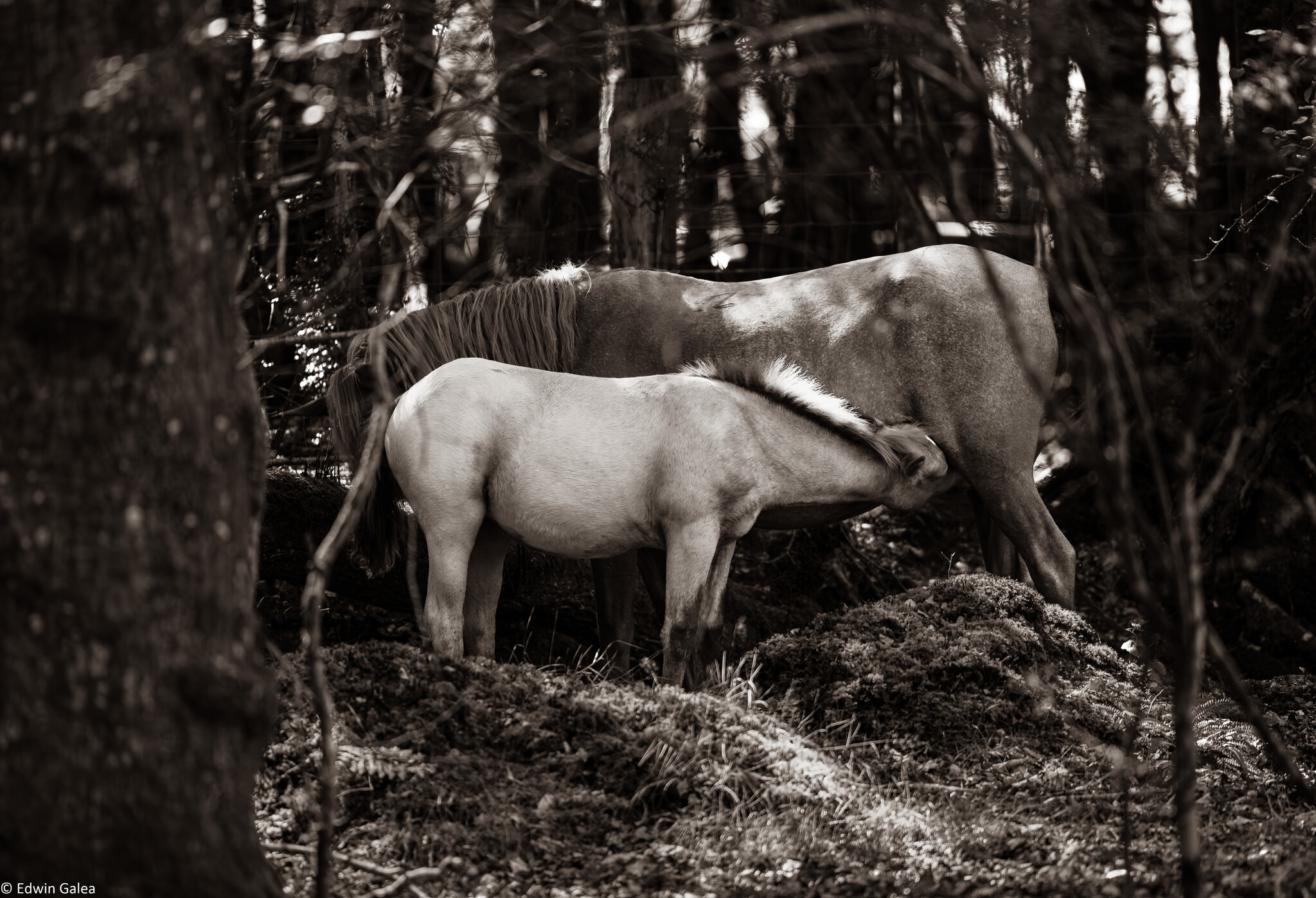 mother and child_bw-13.jpg
