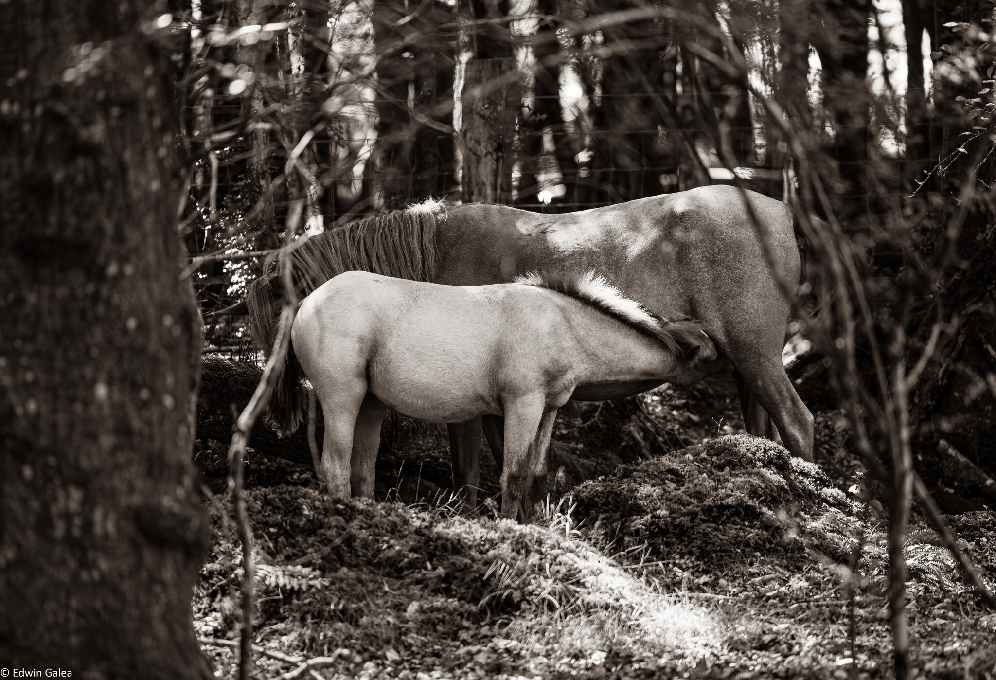 mother and child_bw-2.jpg