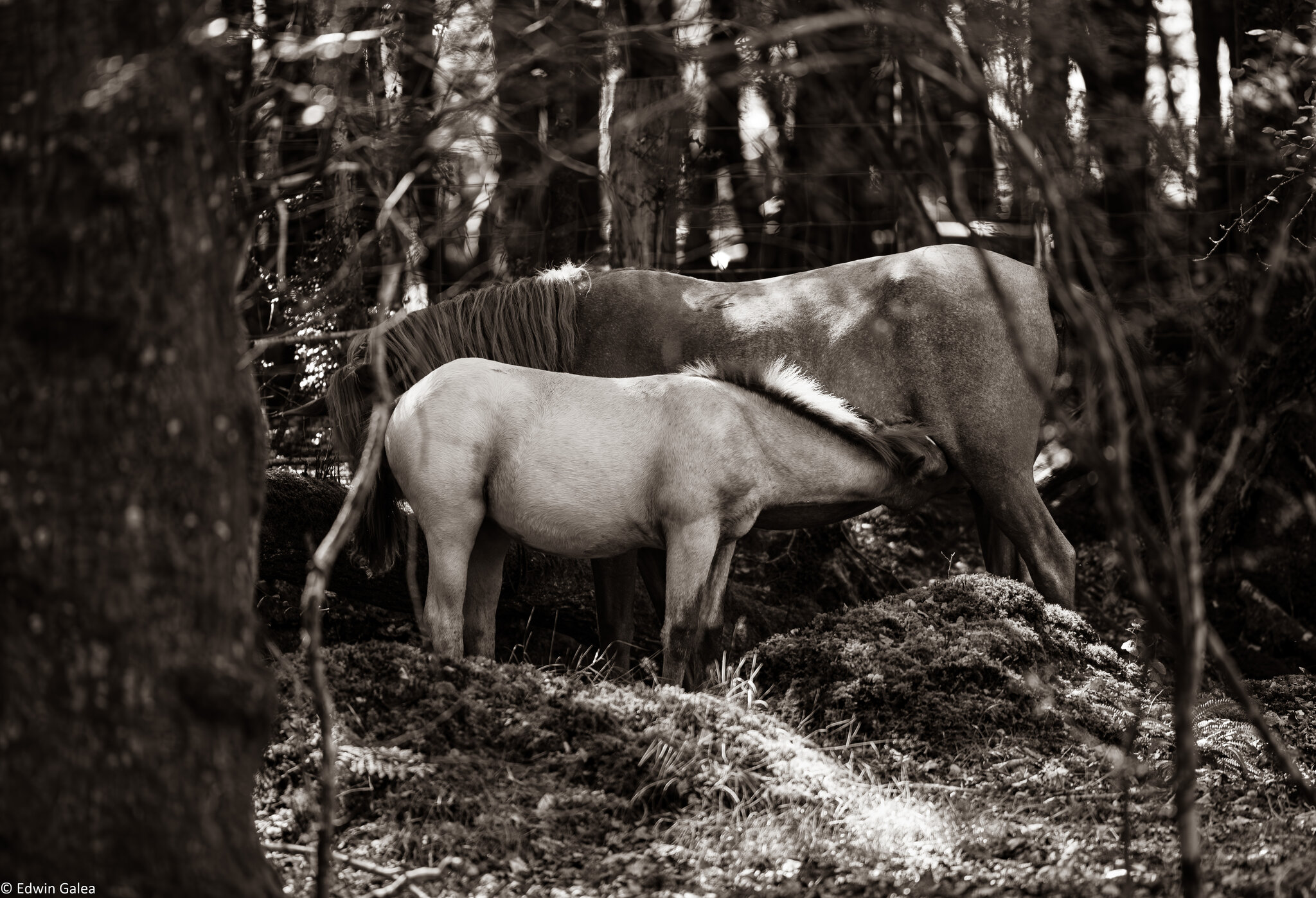 mother and child_sepia-1.jpg