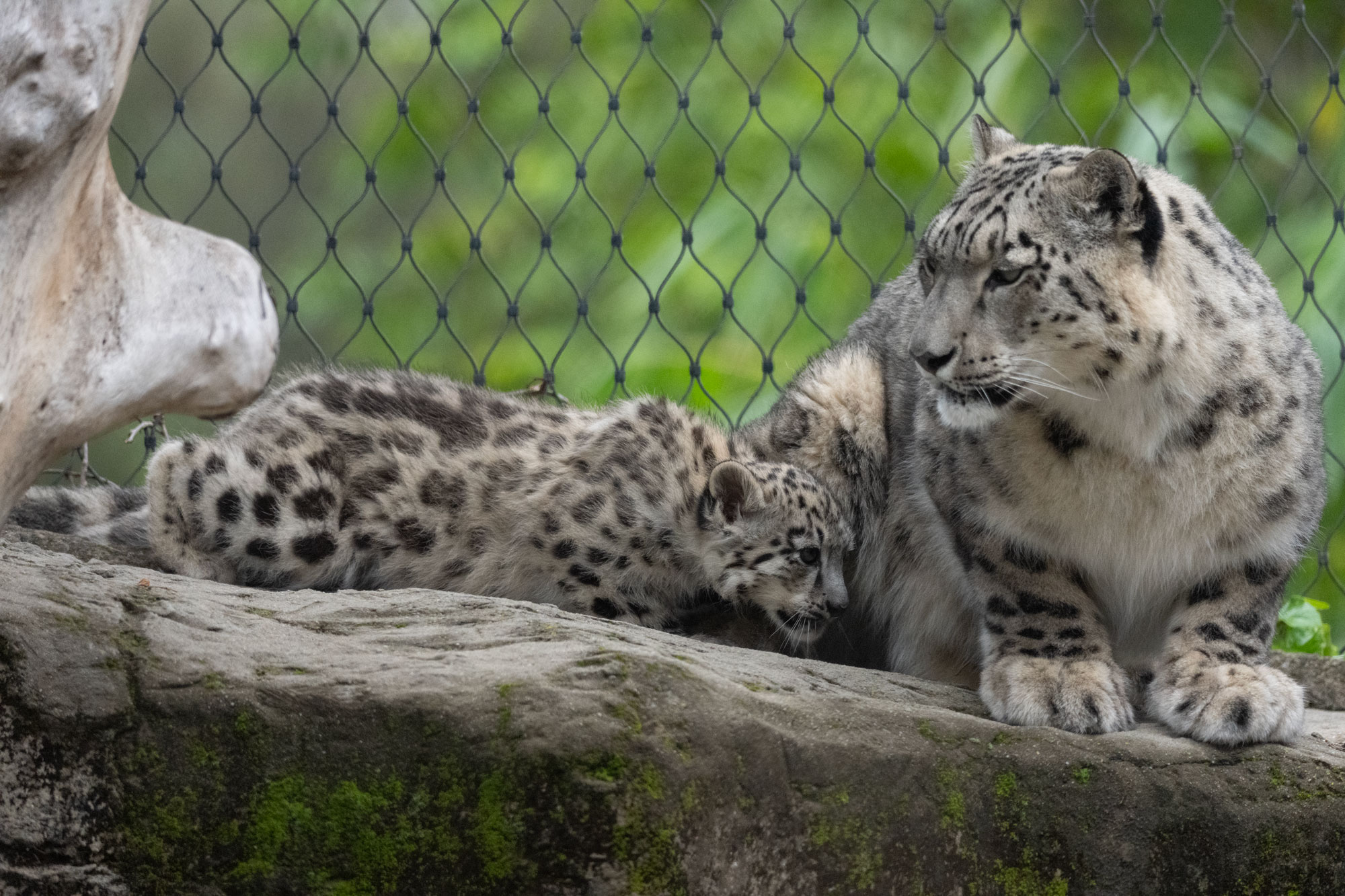 MotherAndChildSnowLeopard.jpg