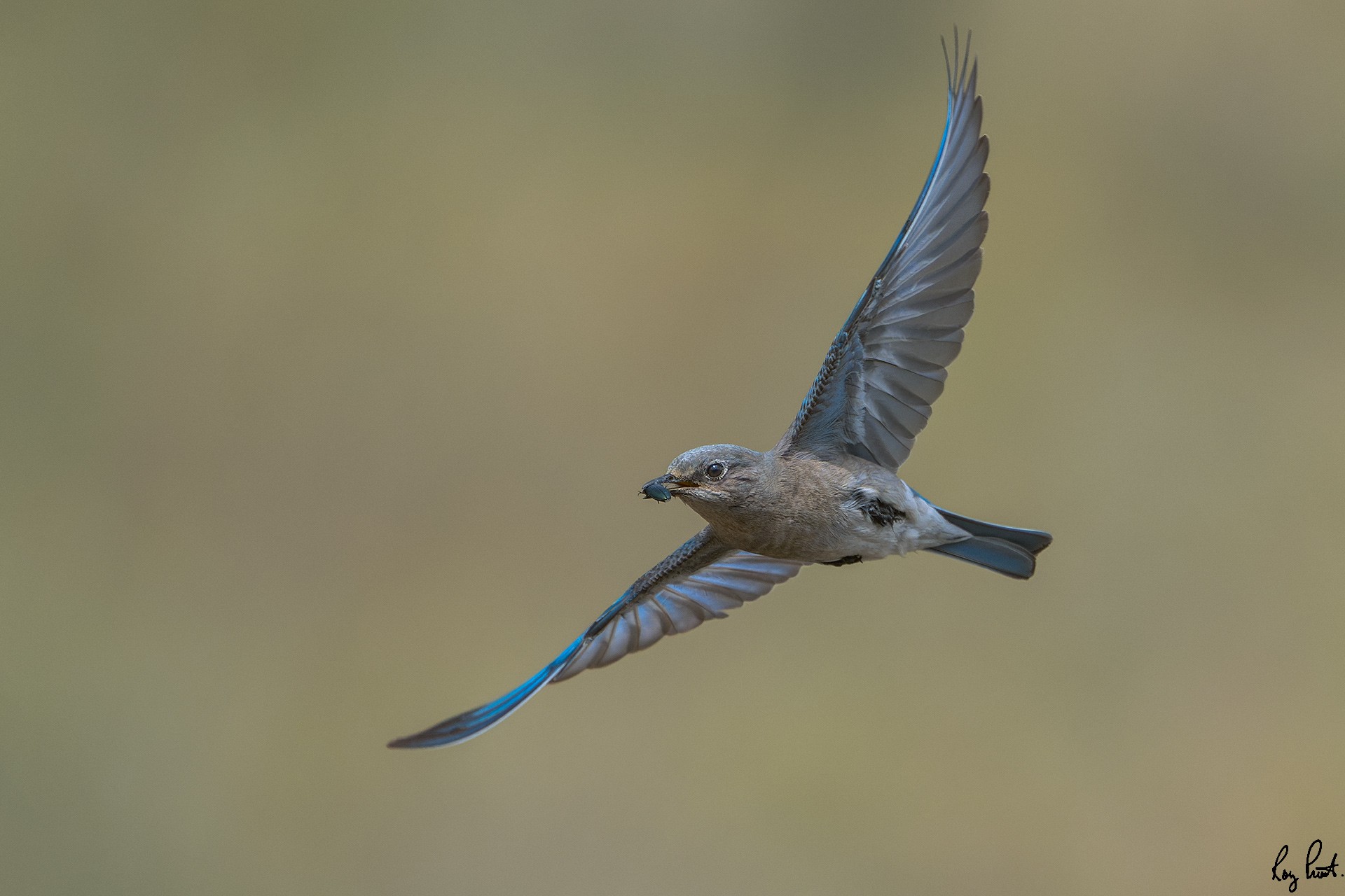 Mountain-Bluebird-6096.jpg