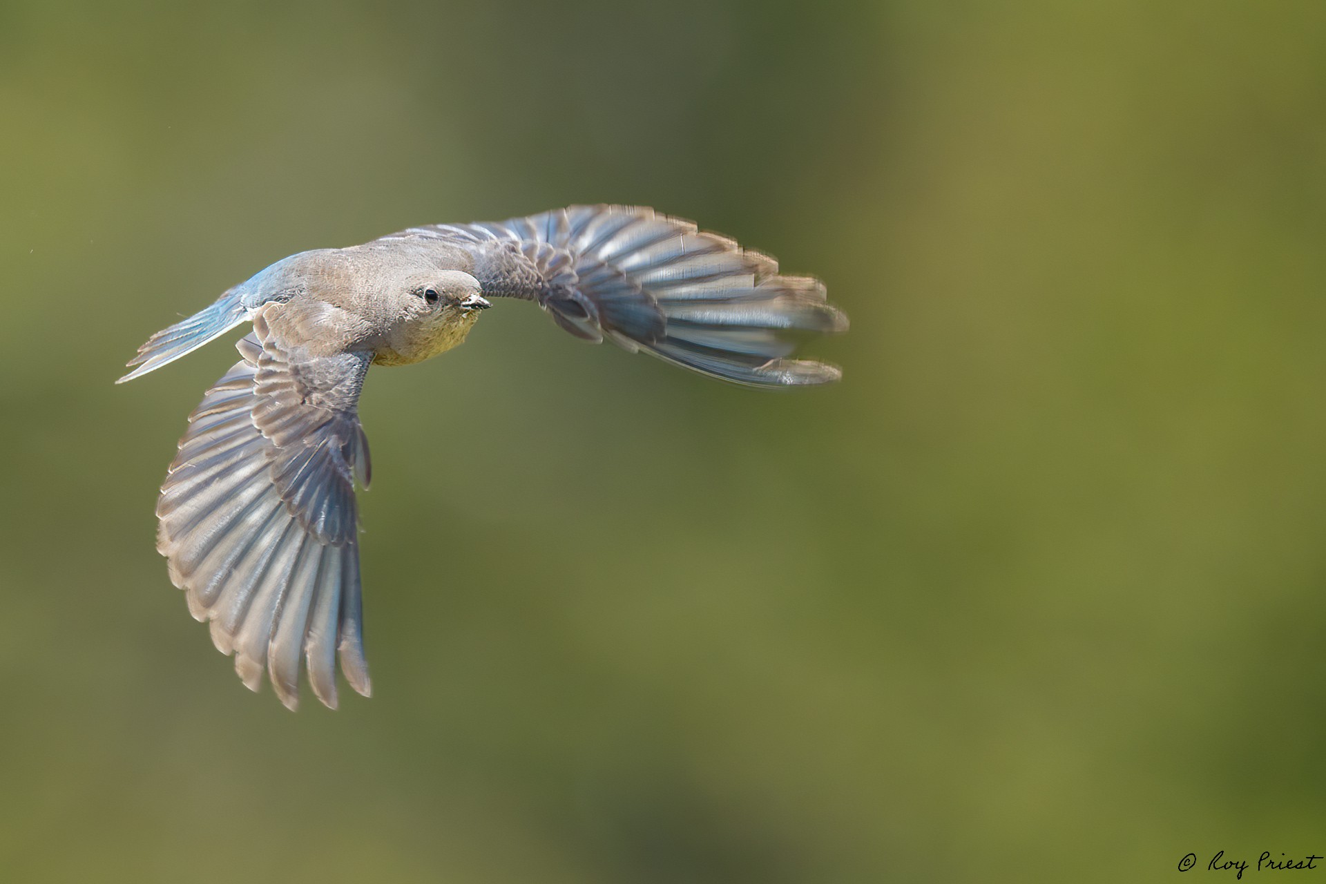 Mountain-Bluebird-A1-Roy-8192-Edit.jpg