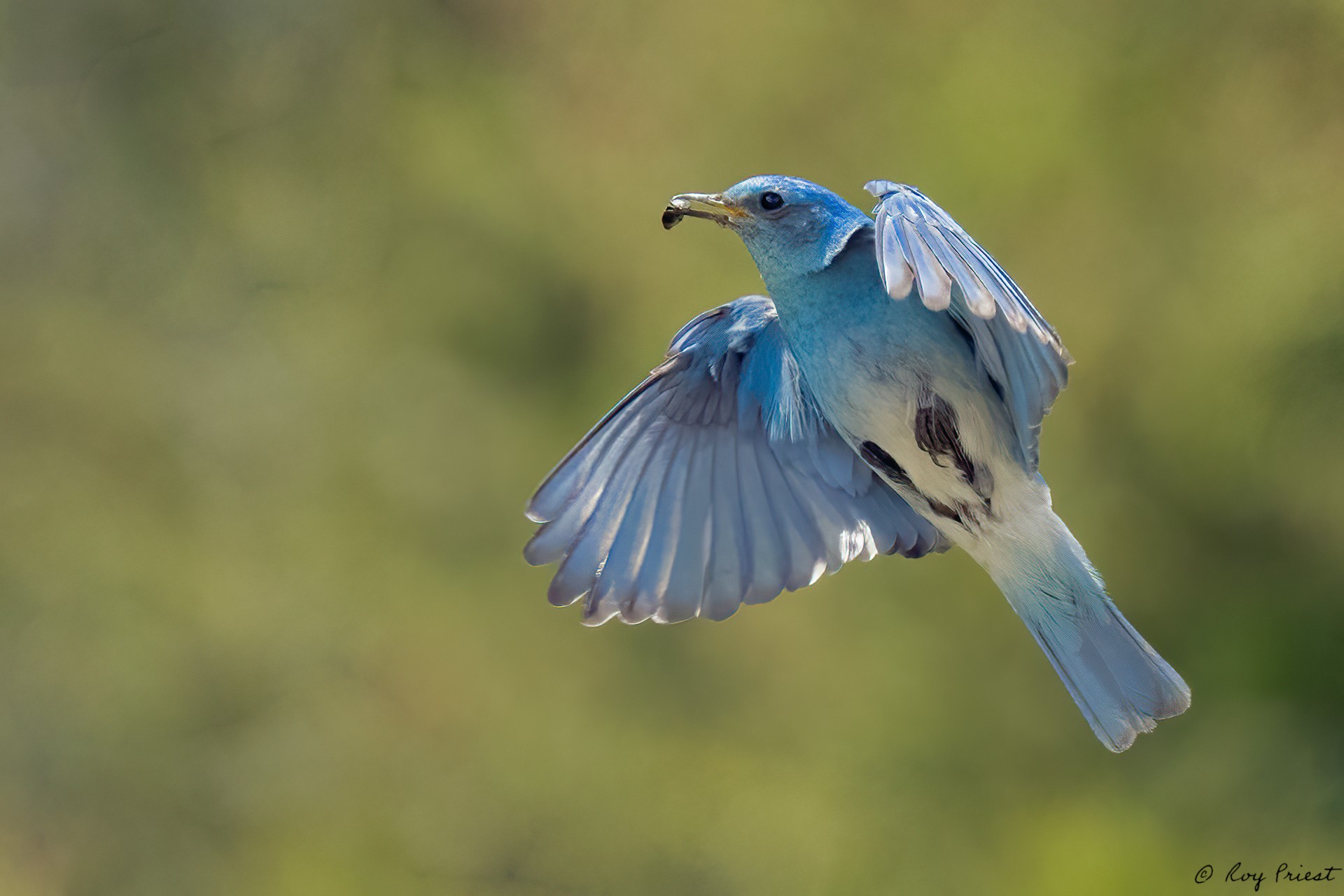 Mountain-Bluebird-A1-Roy-8466-Edit.jpg