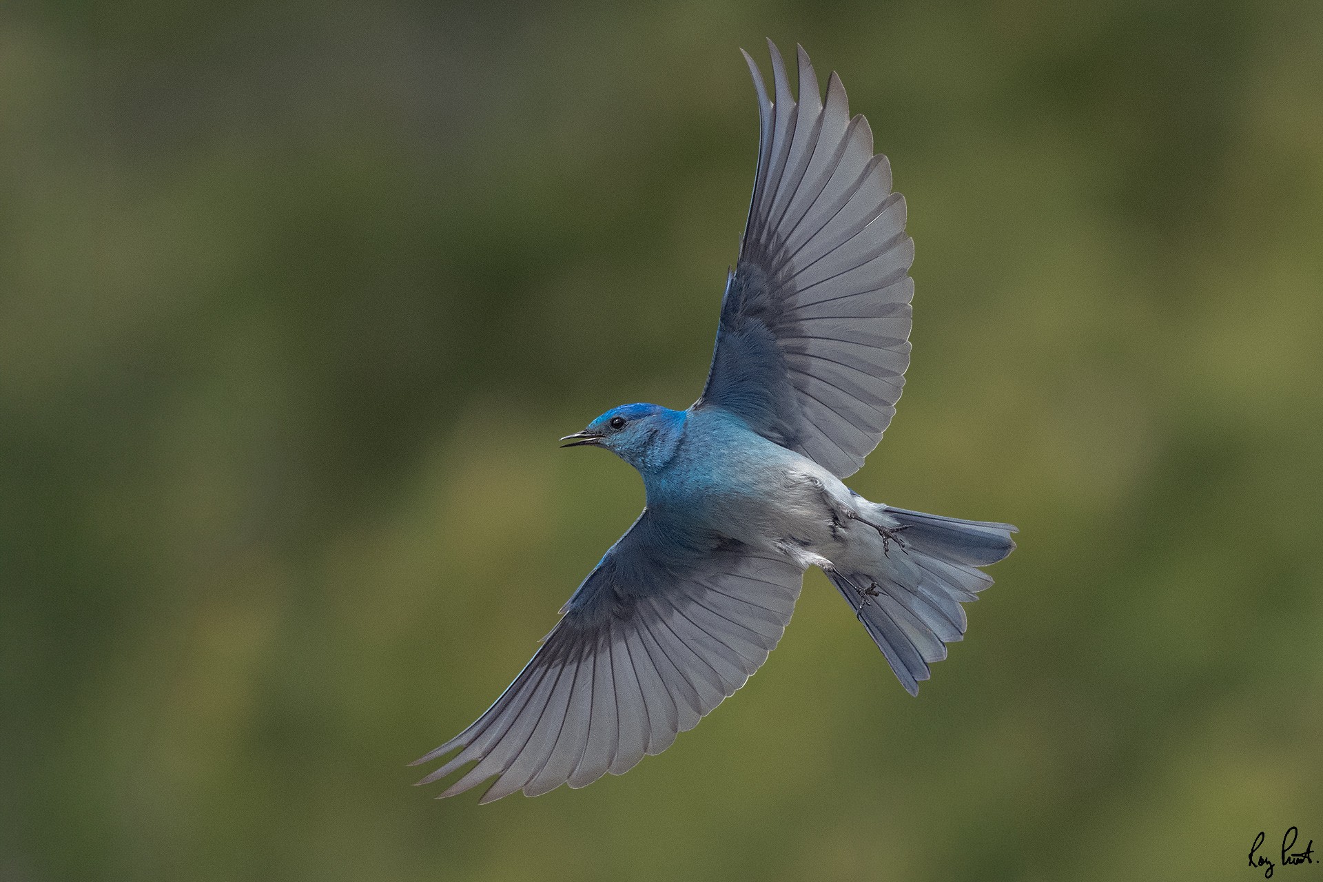 Mountain-Bluebird_DSC7640.jpg