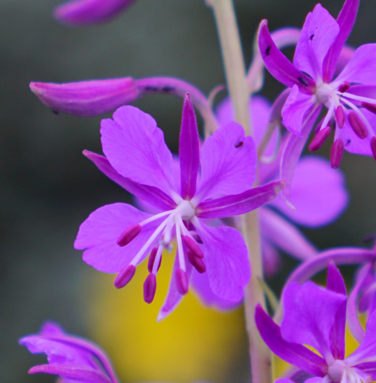 Mountain Fireweed