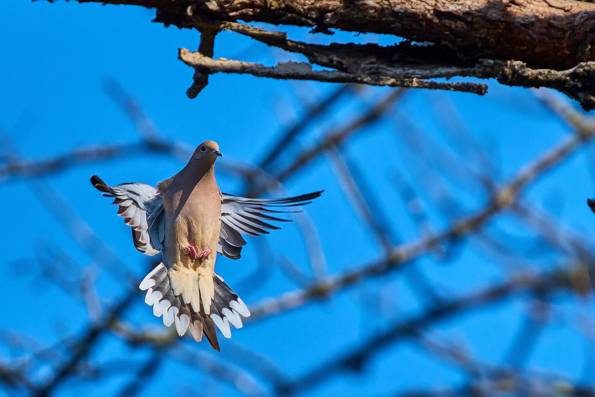 Mourning Dove - Brandywine - 04042026 - 03 - rDN.jpg