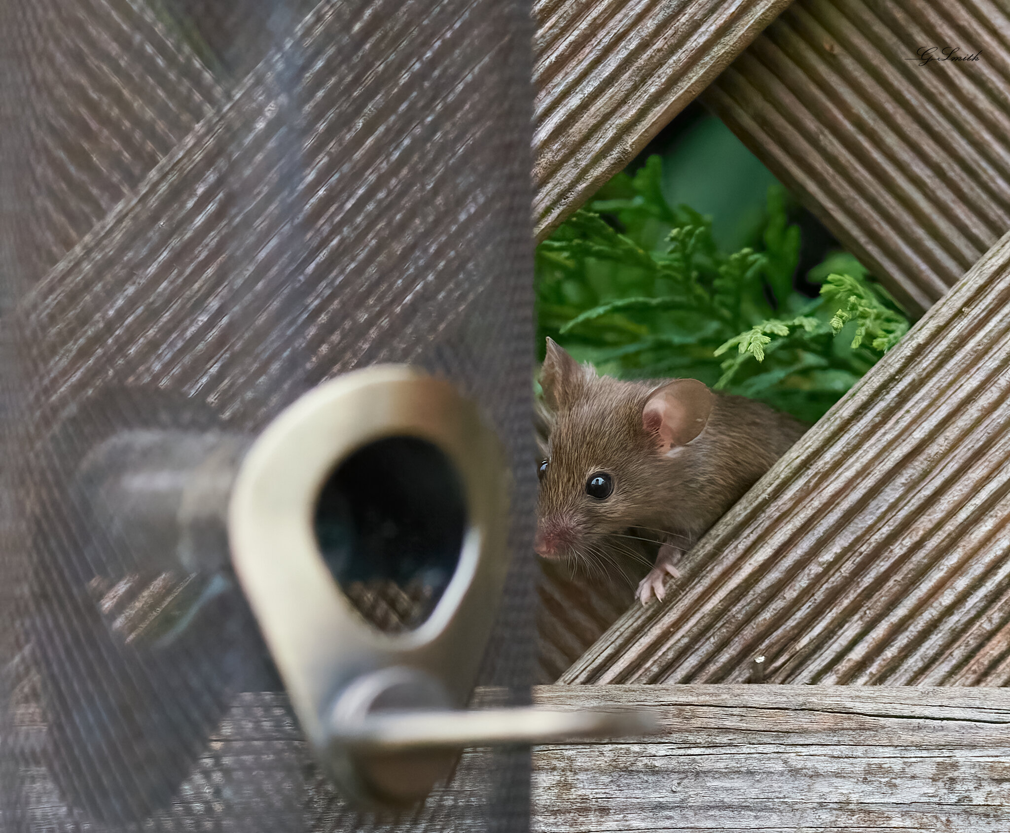 mouse 2022 1.jpg