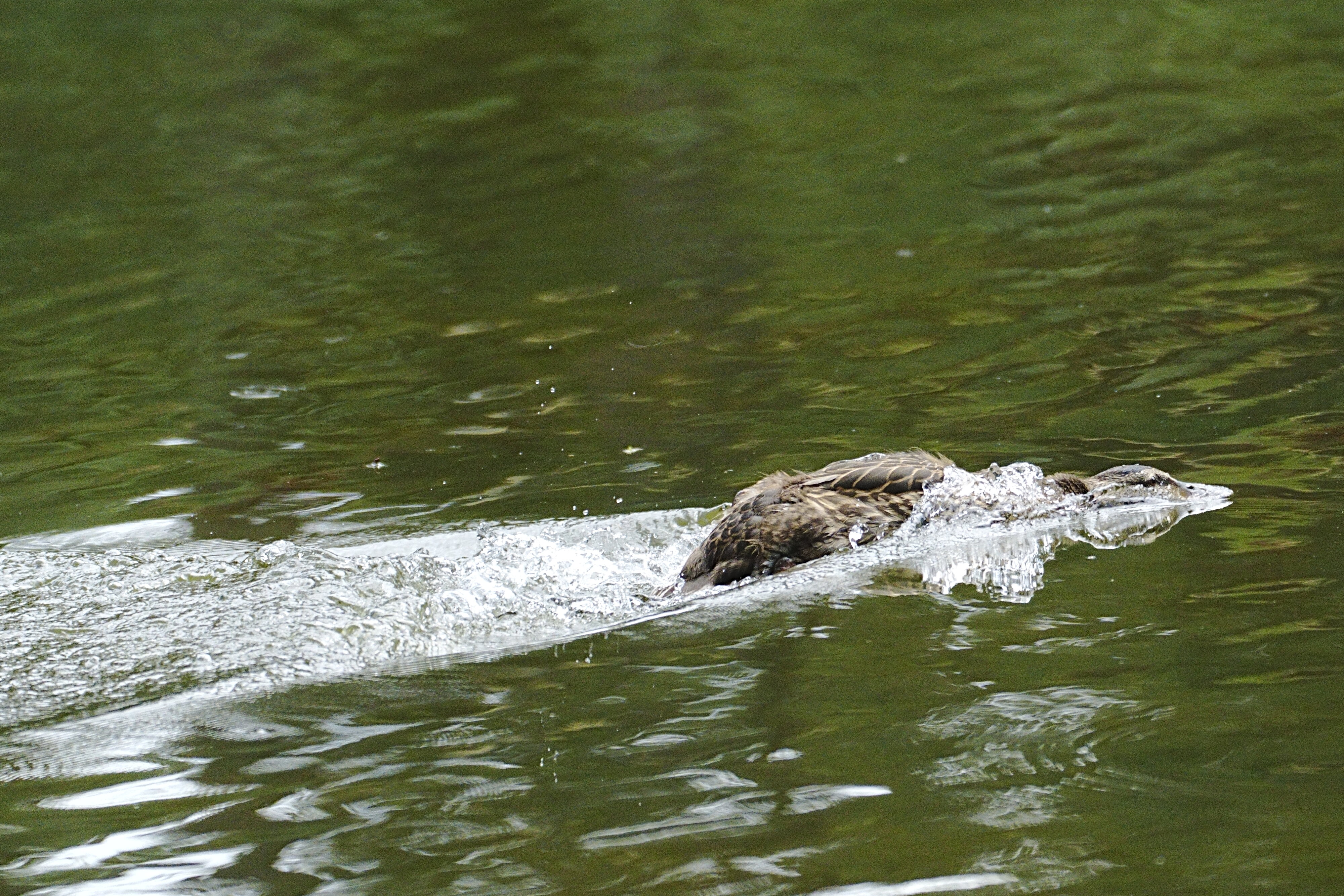 Moving_Duck3.JPG