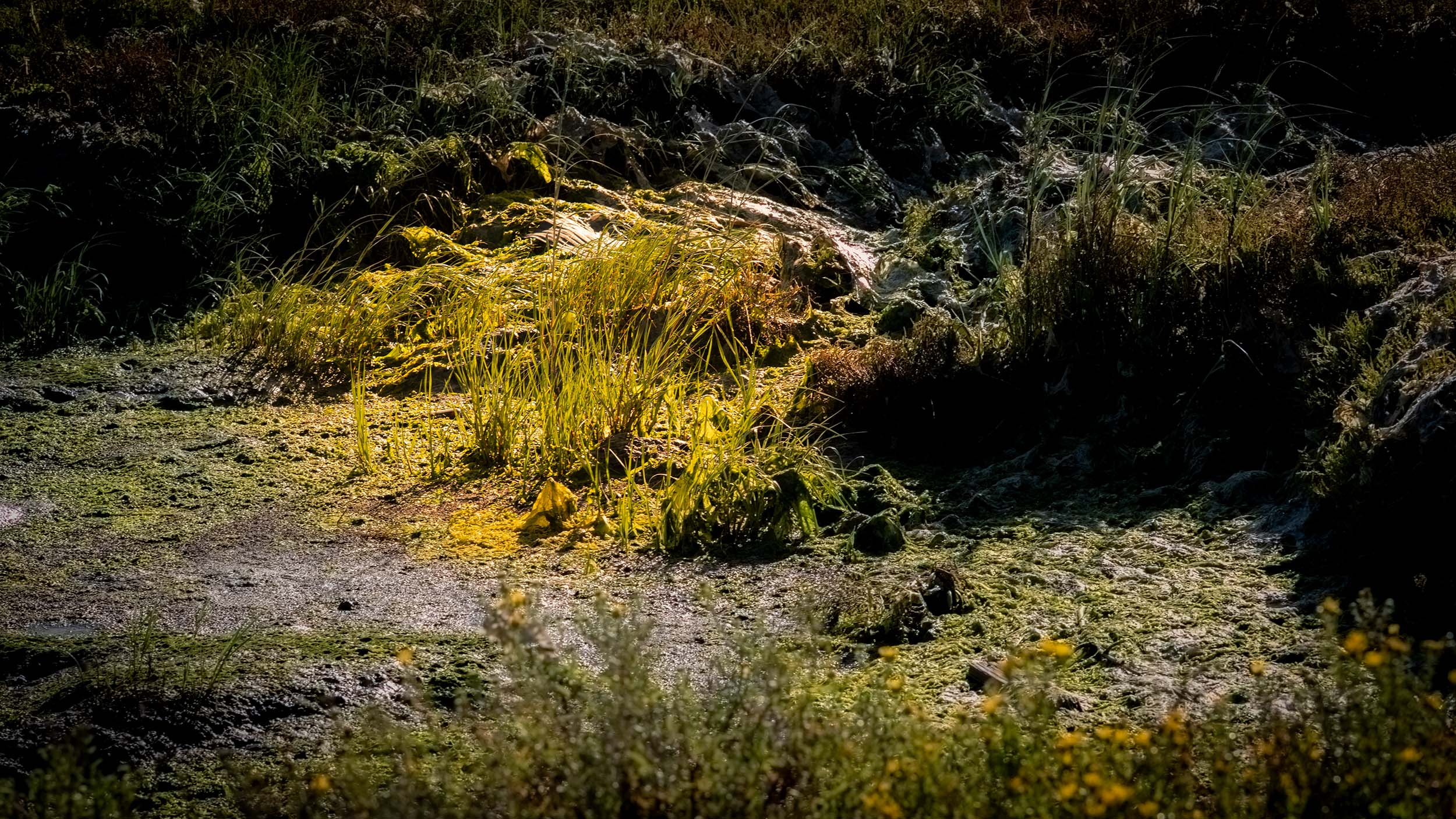 Muddy Marsh land