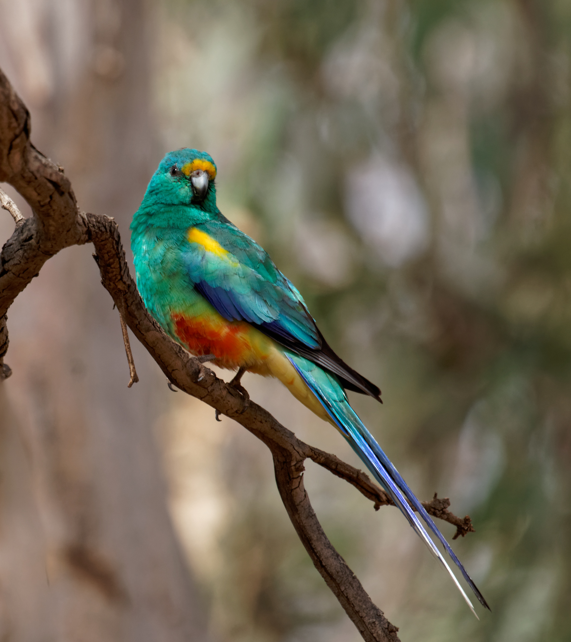 Mulga Parrot (5).jpg