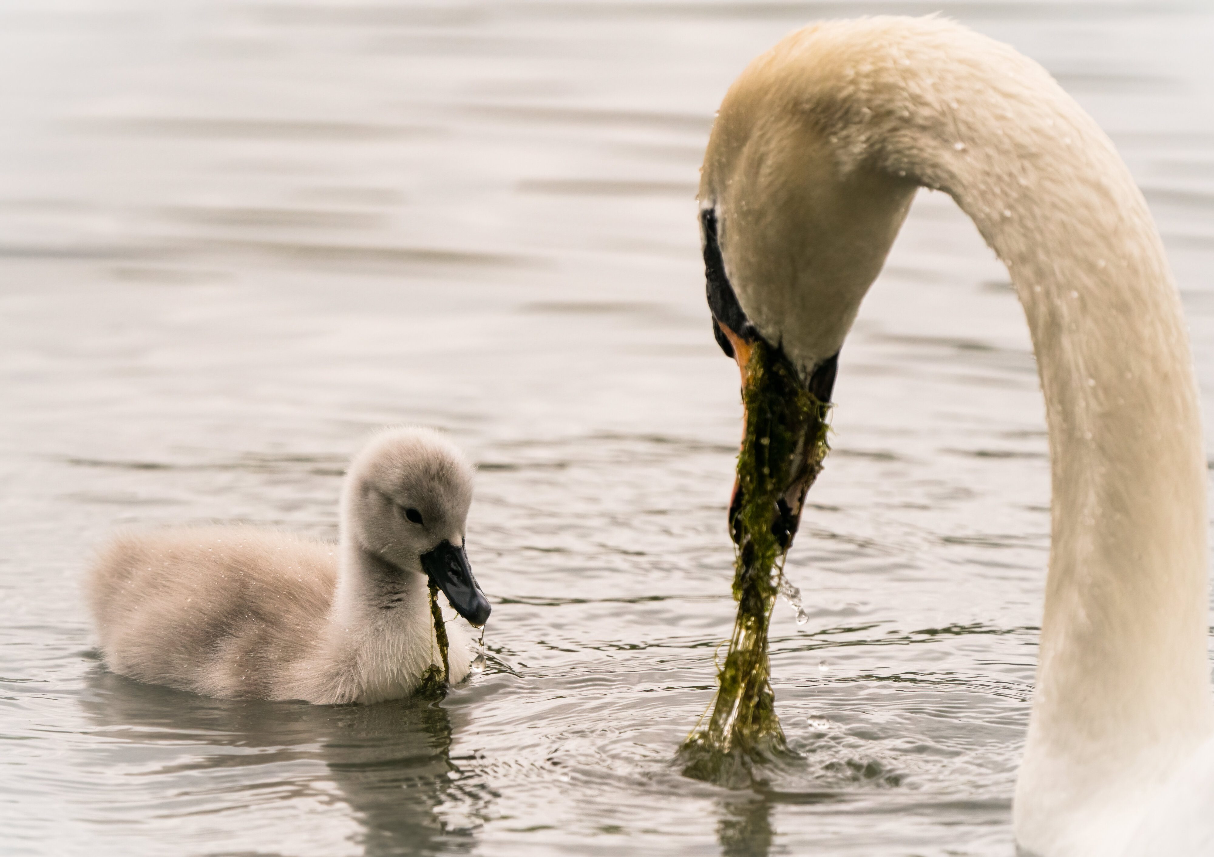 Mute Swan & Cygnet