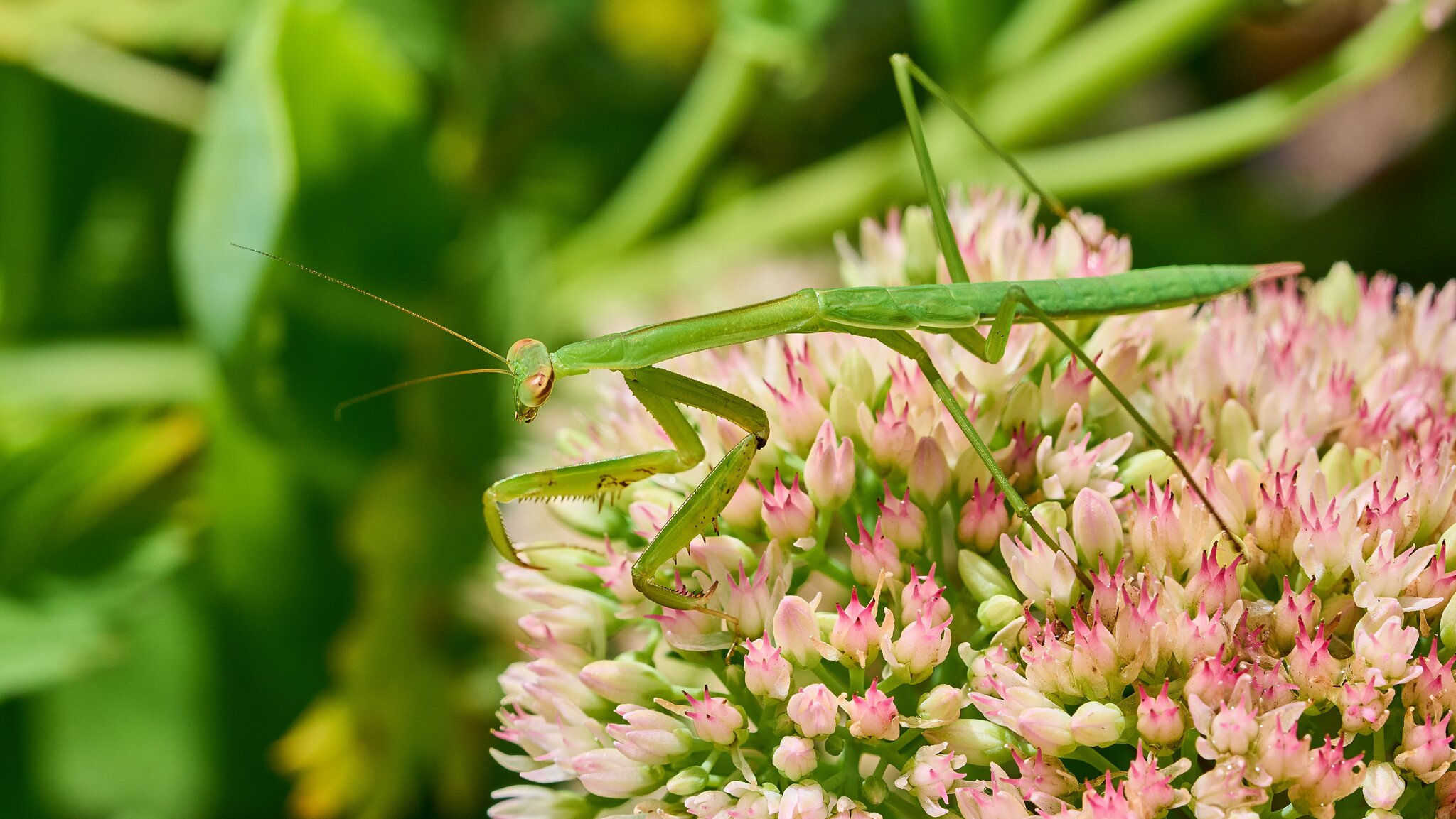 Narrow-Winged Mantis - Home - 07272025 - 03 - DN.jpg