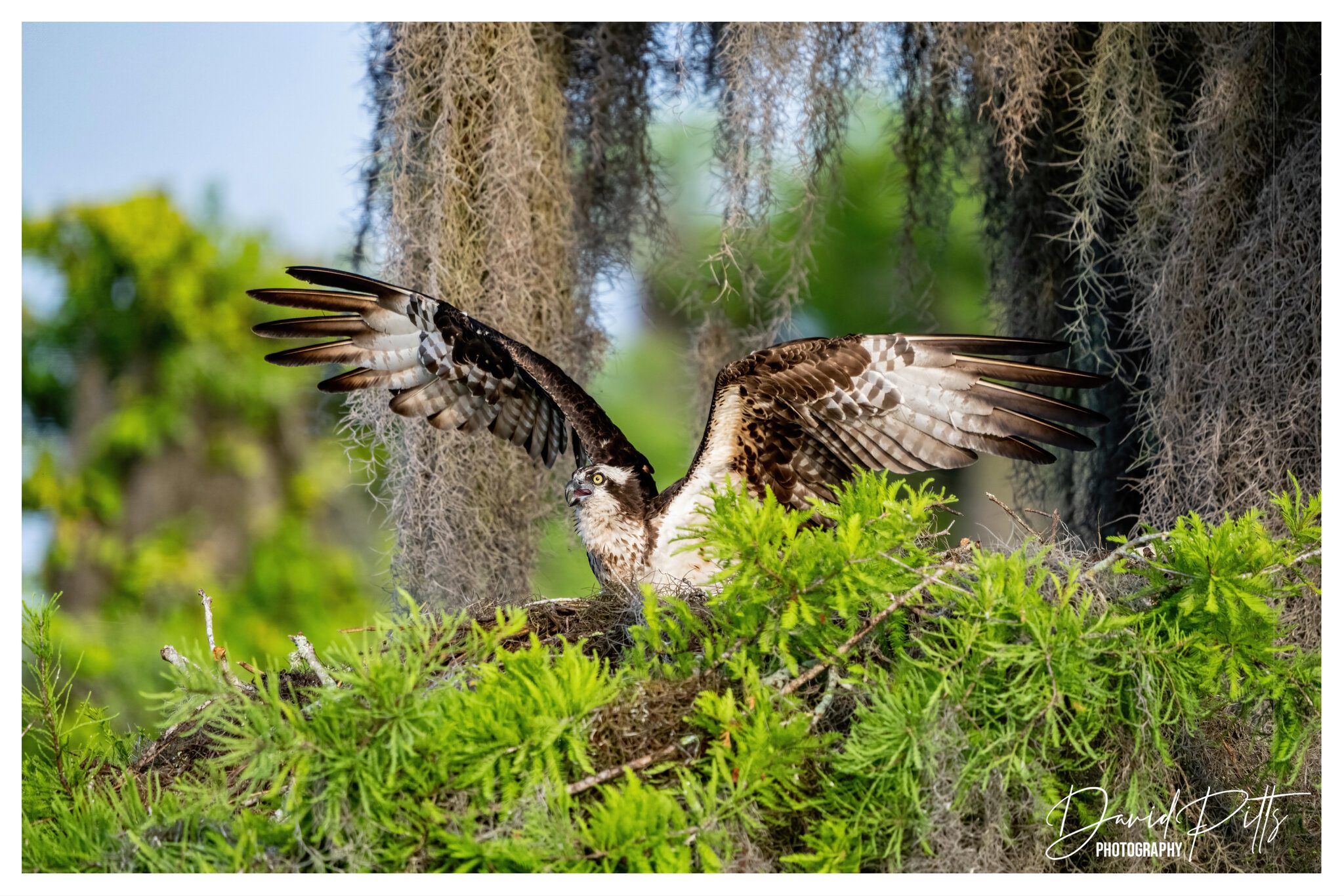 Nesting Osprey.jpg
