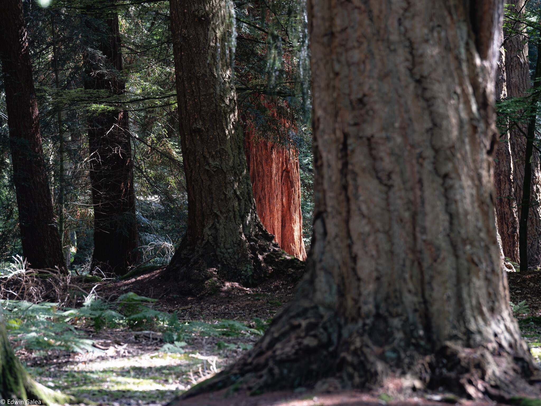 newforest redwood-1.jpg