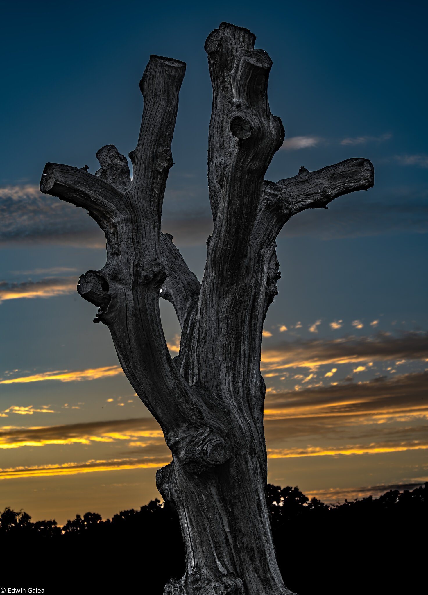 newforest_pig_sunset_day1-3.jpg