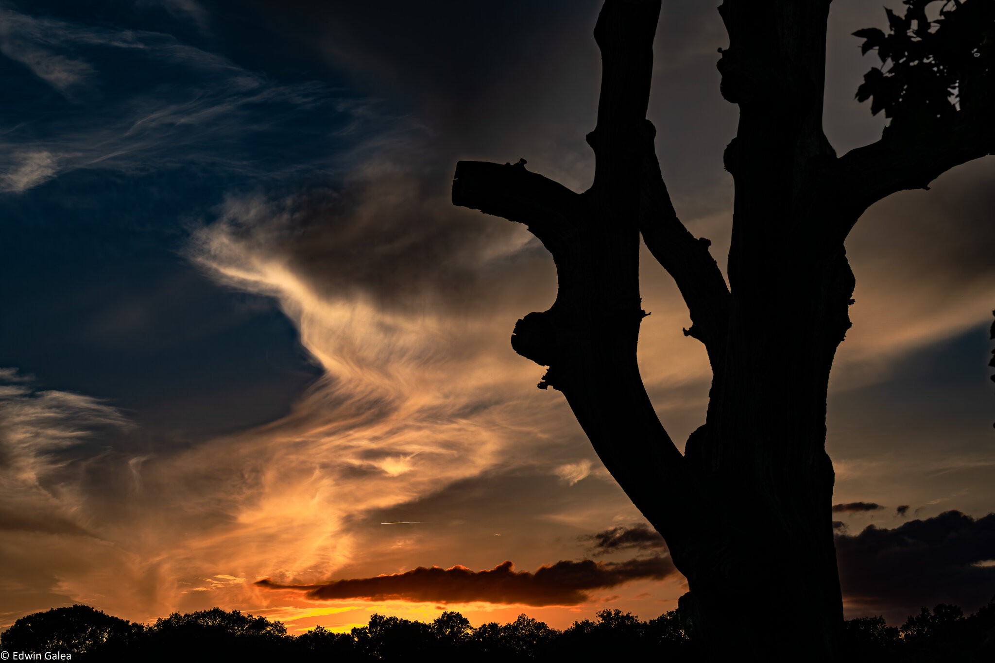 newforest_pig_sunset_day2-2.jpg