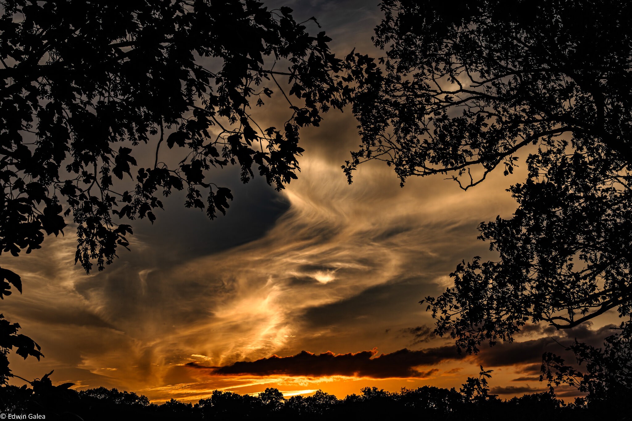 newforest_pig_sunset_day2-3.jpg