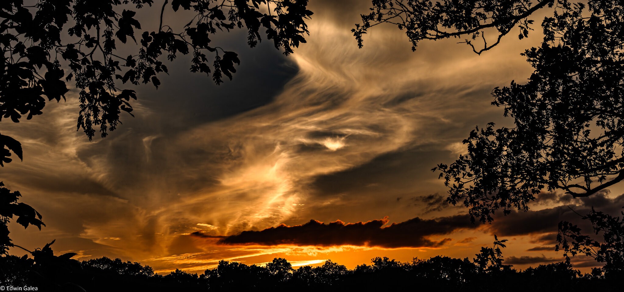 newforest_pig_sunset_day2-4.jpg