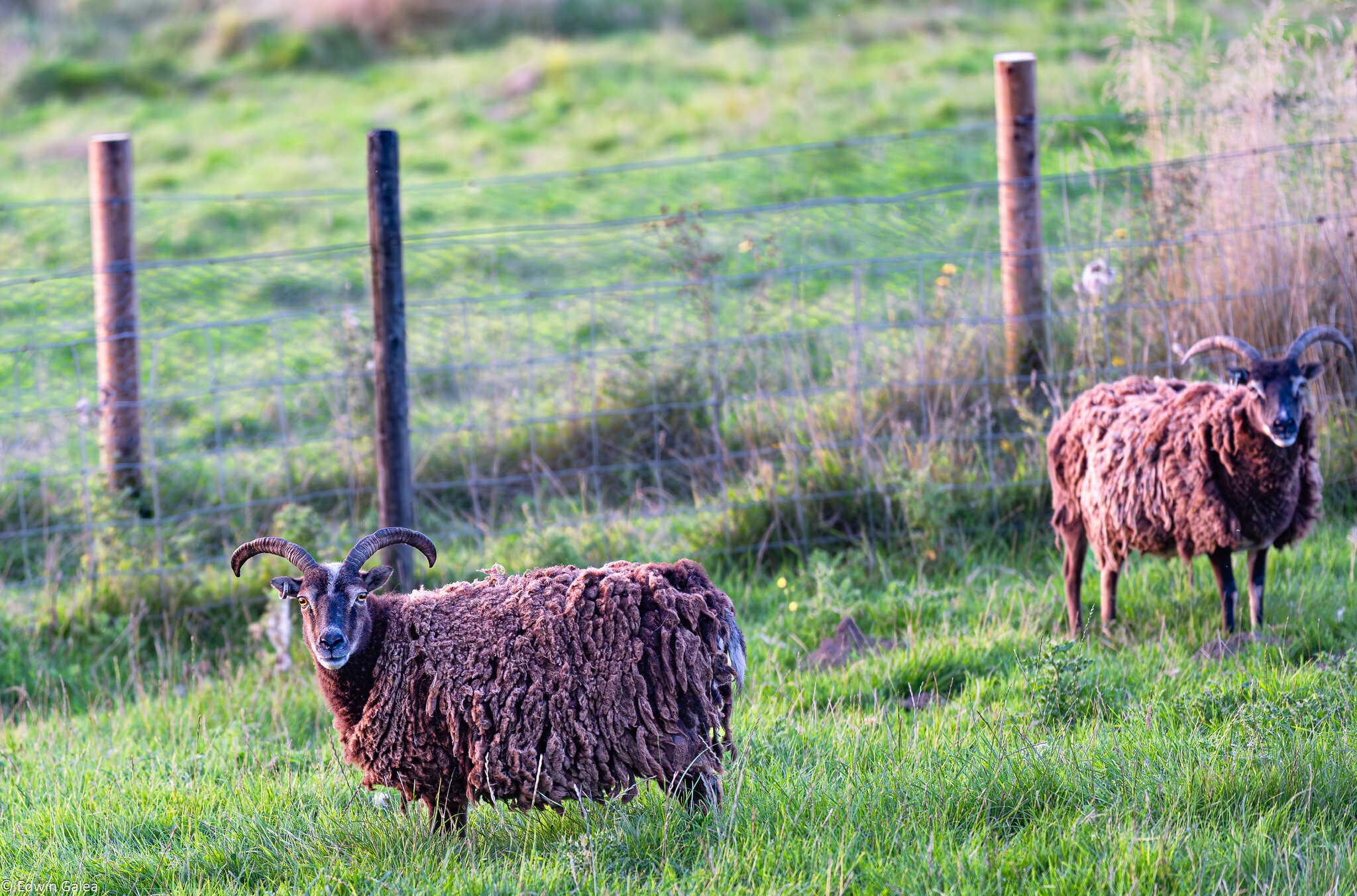 newforest_pirate_sheep-1.jpg