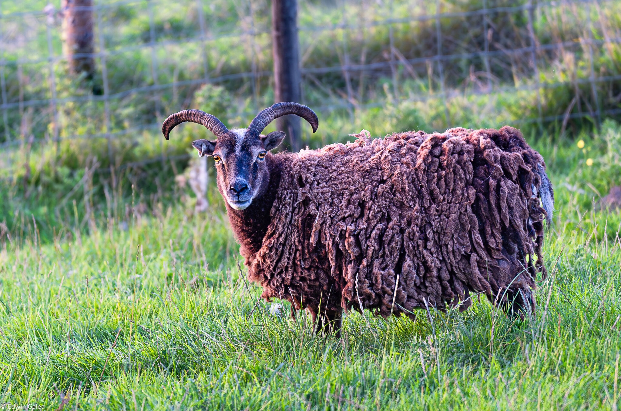 newforest_pirate_sheep-2.jpg