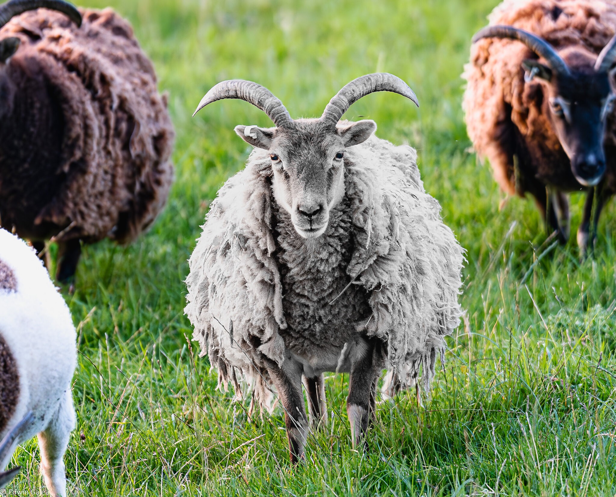 newforest_pirate_sheep-9.jpg