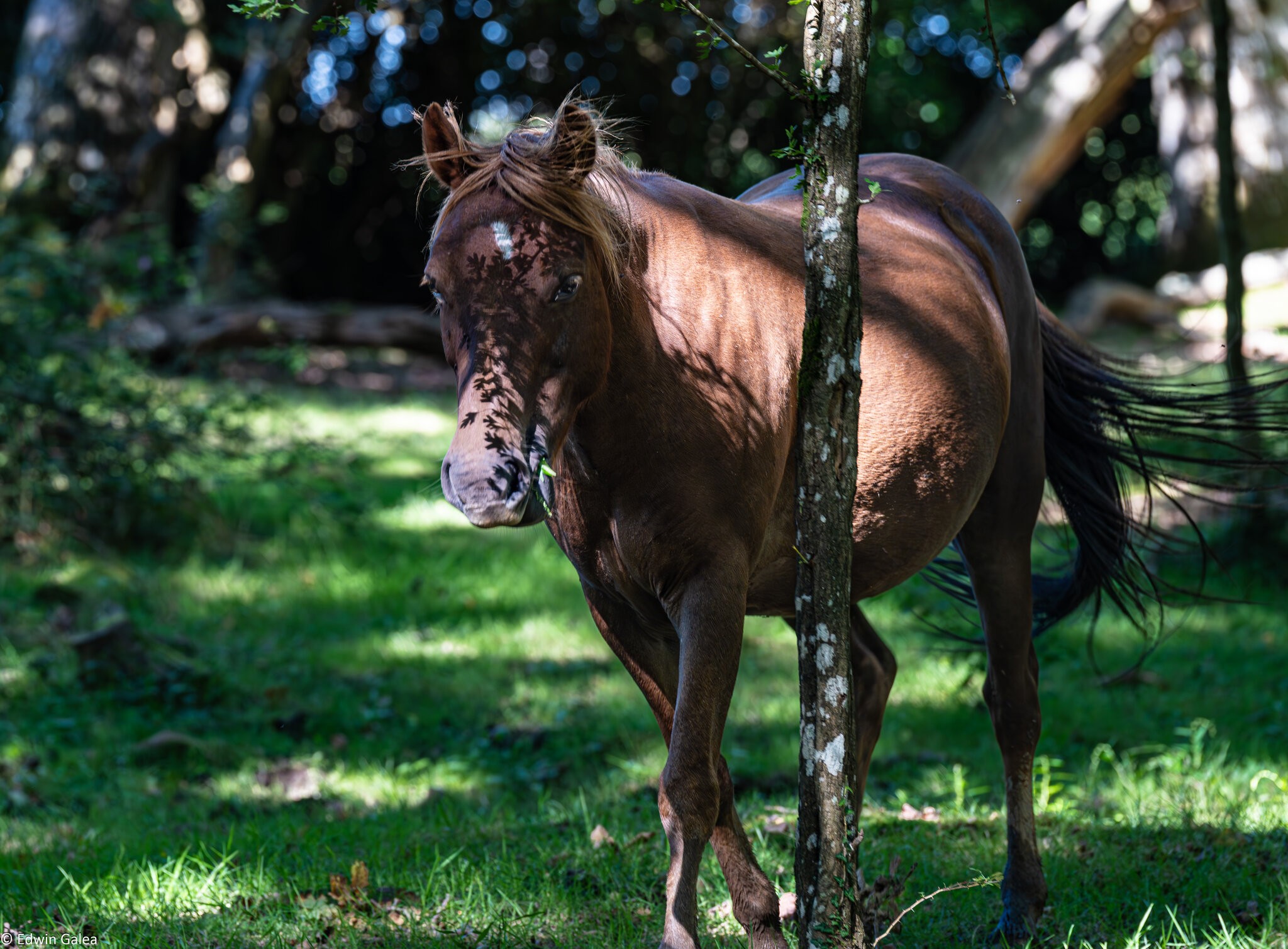 newforest_poneys-4.jpg