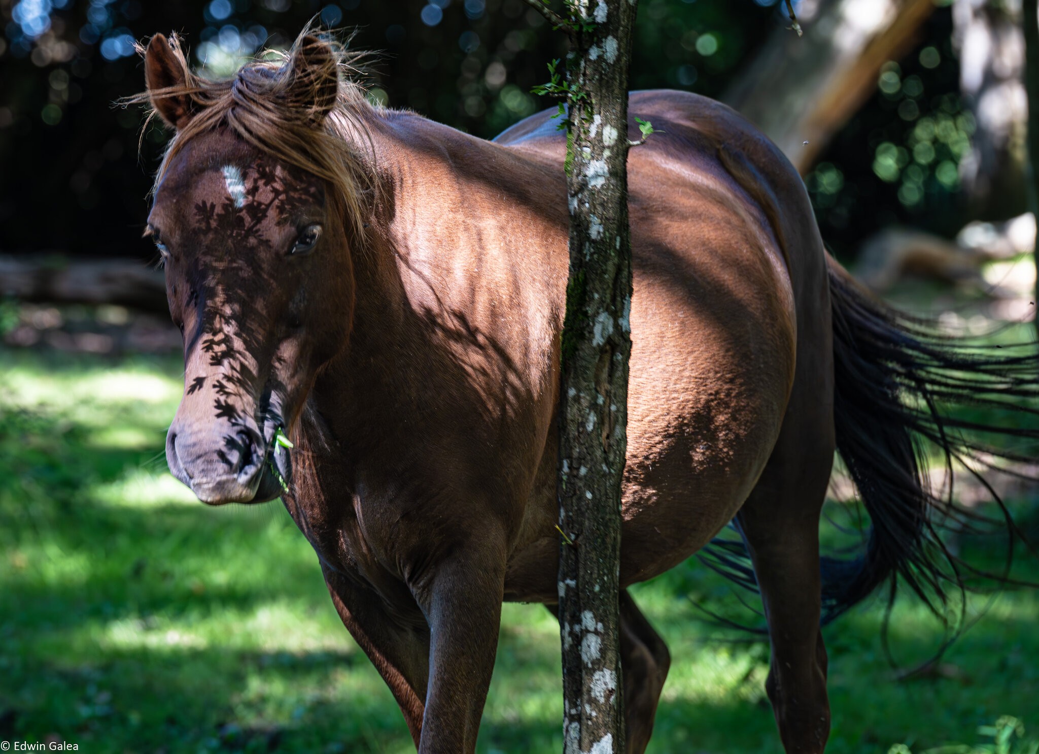 newforest_poneys-5.jpg