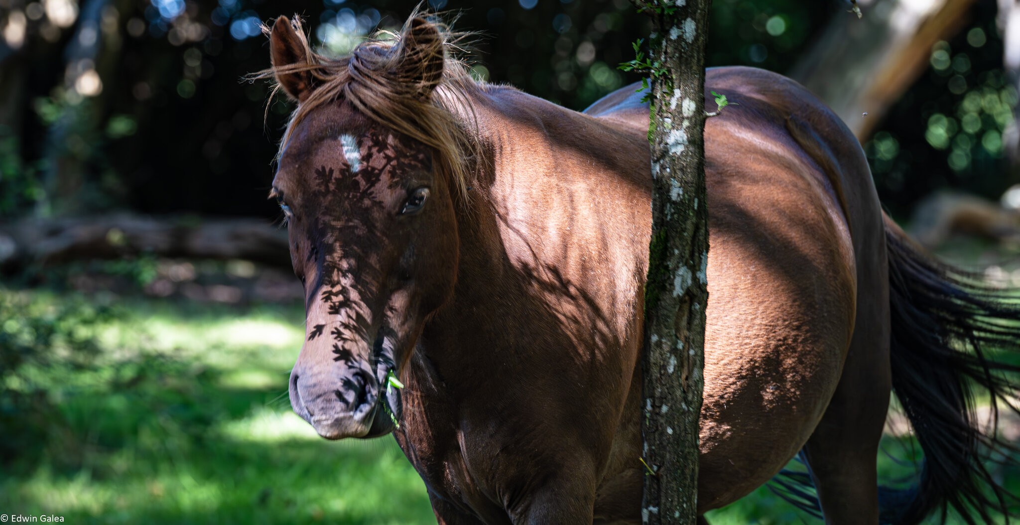 newforest_poneys-7.jpg