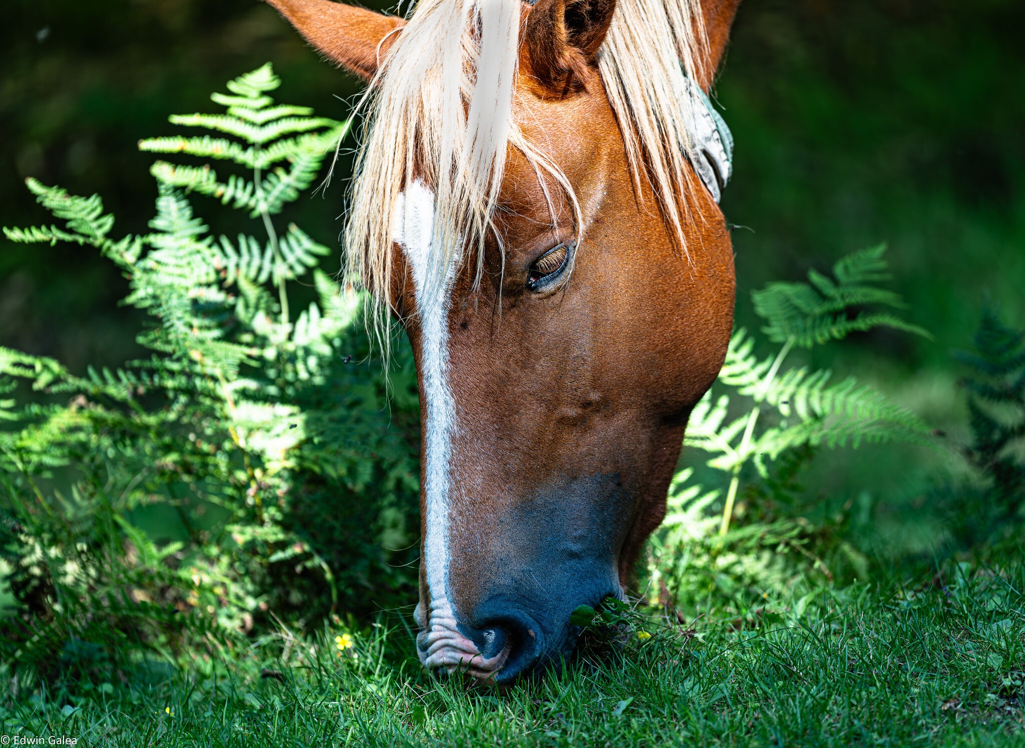 newforest_pony-12.jpg