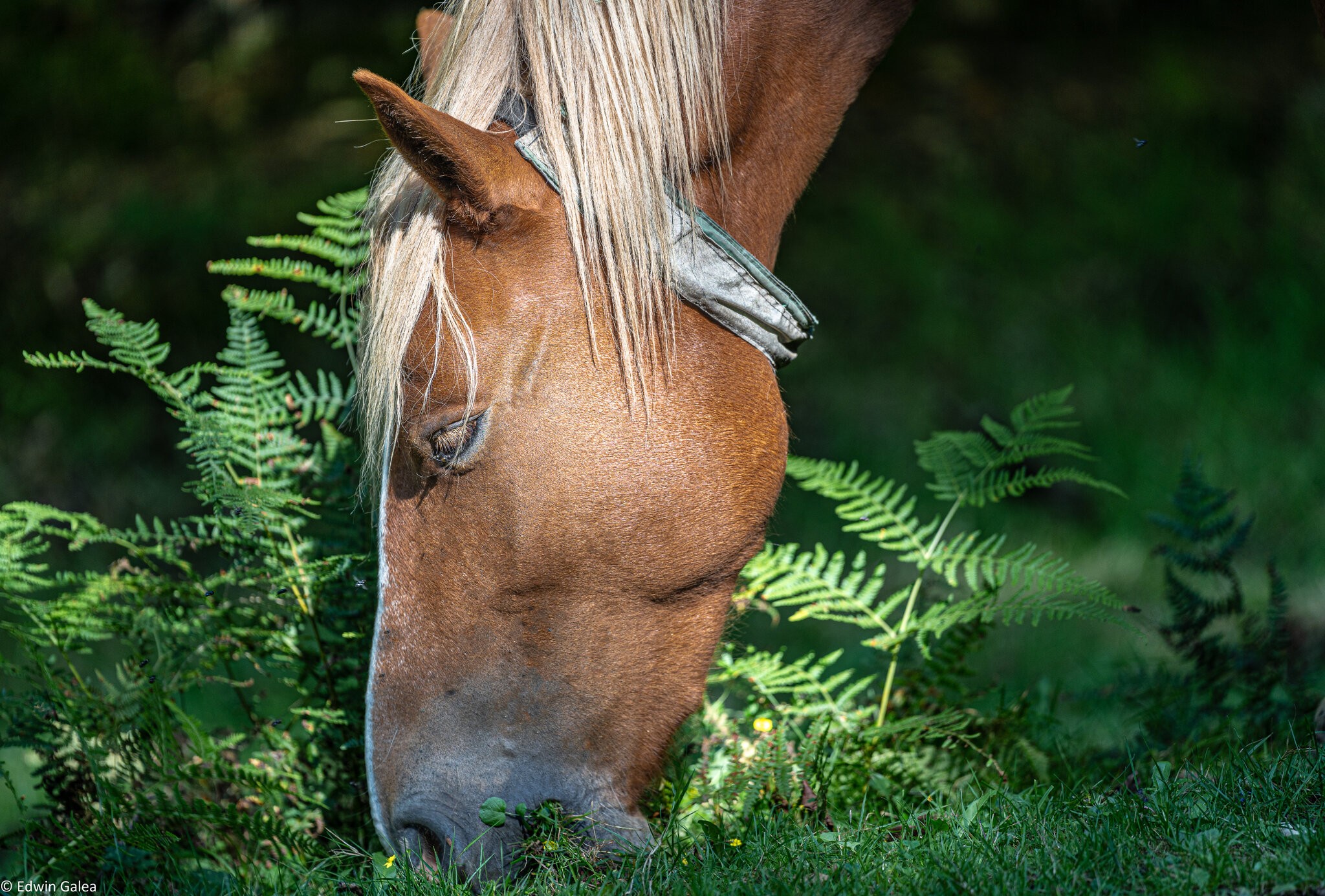 newforest_pony-13.jpg