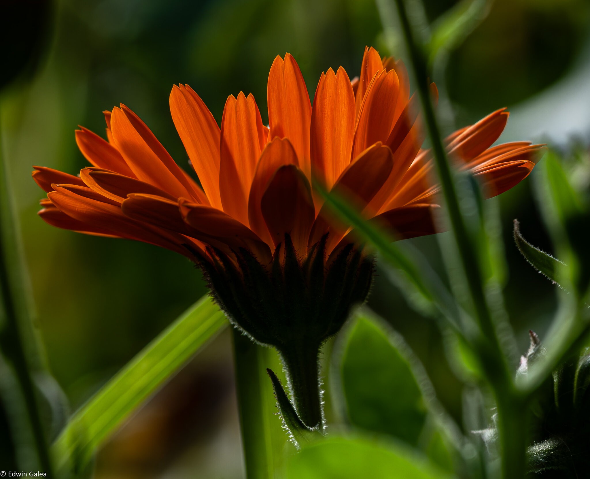 newforest_the_pig_flowers-2.jpg