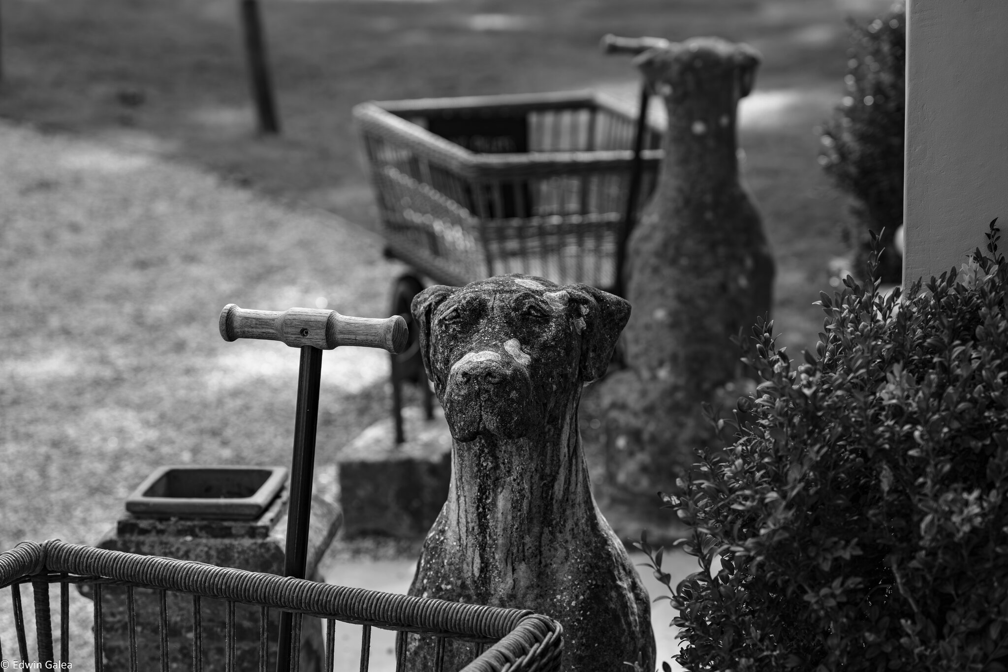 newforest_the_pig_guarddogs-2.jpg