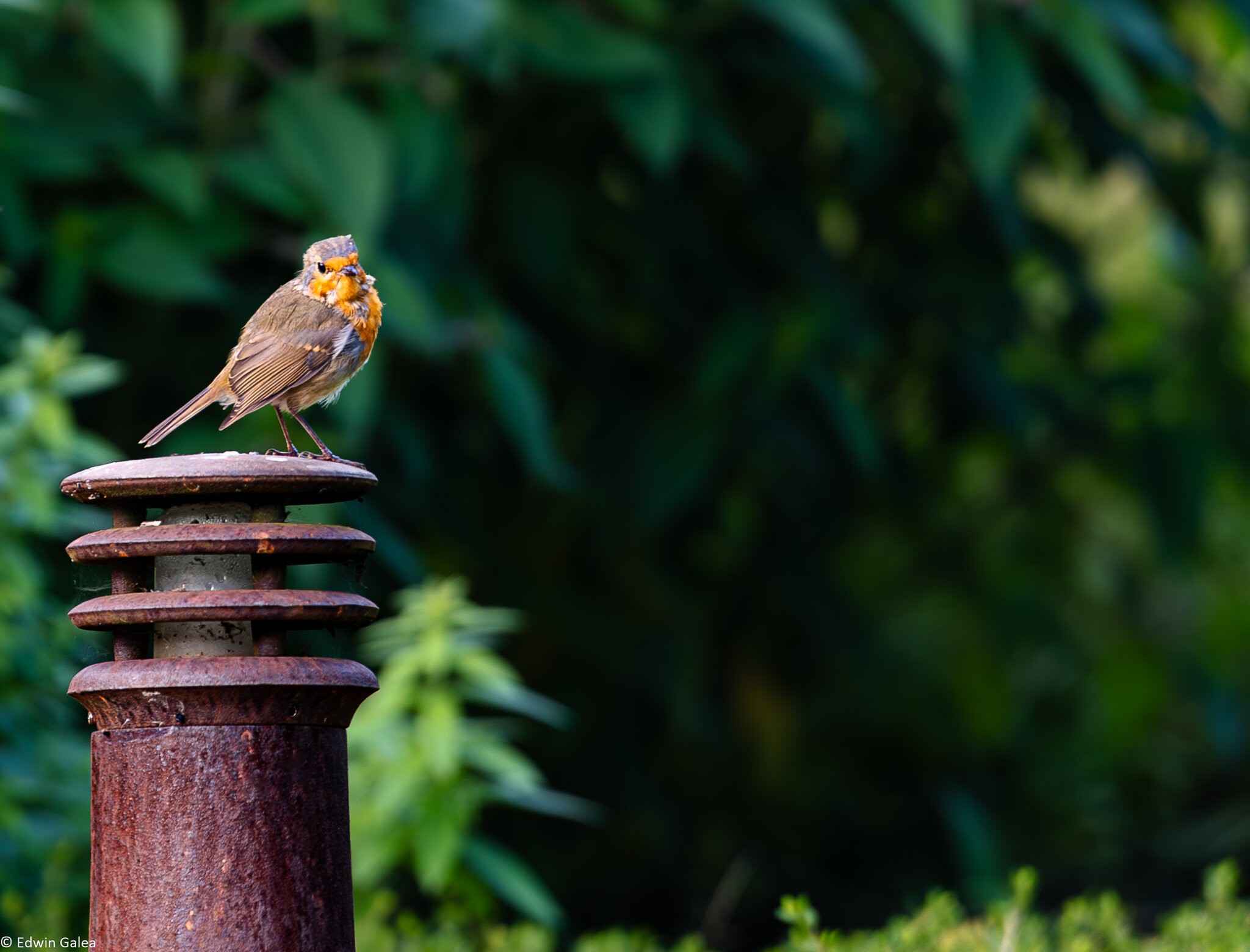 newforest_the_pig_robin-4.jpg