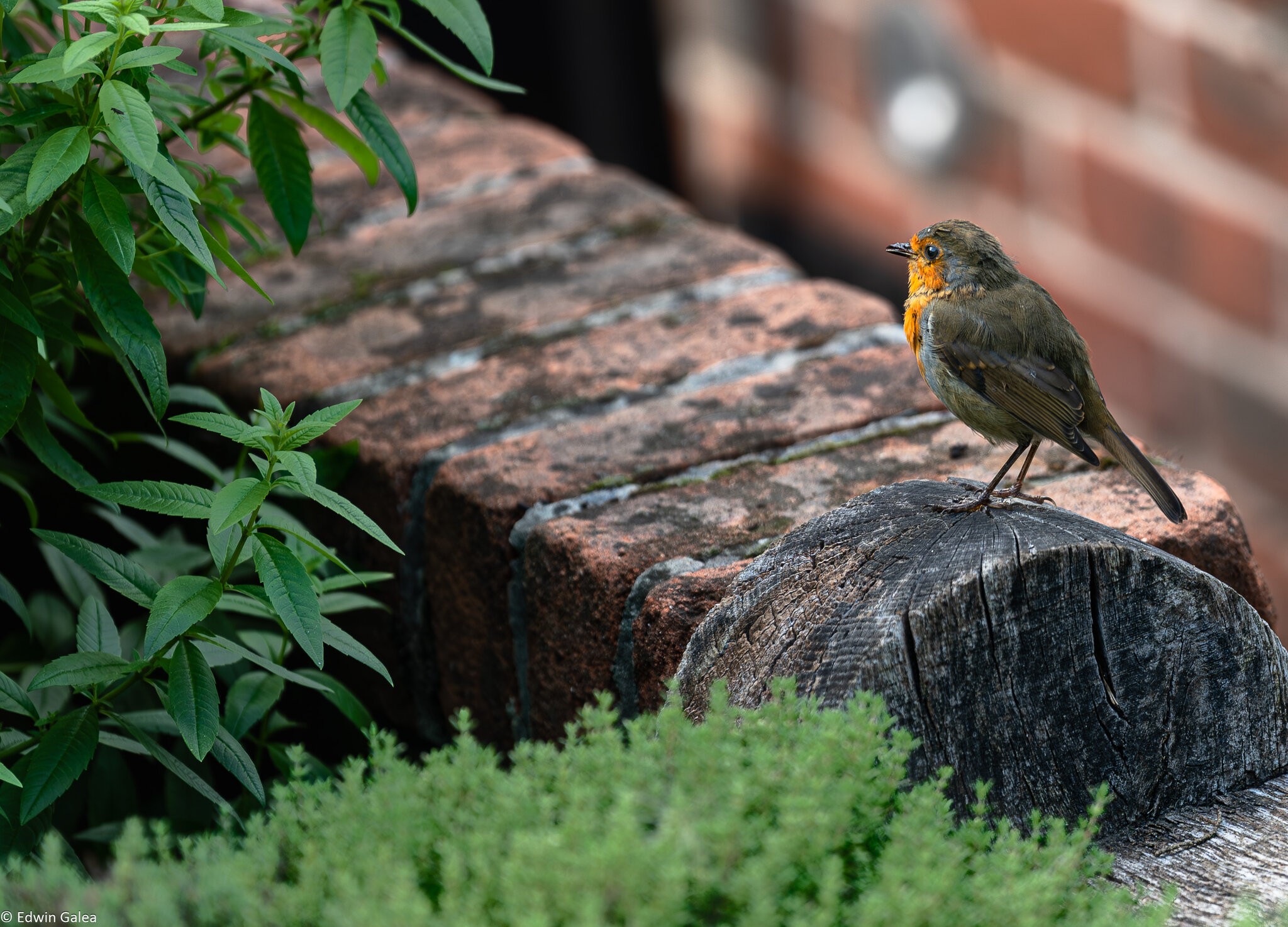 newforest_the_pig_robin-5.jpg