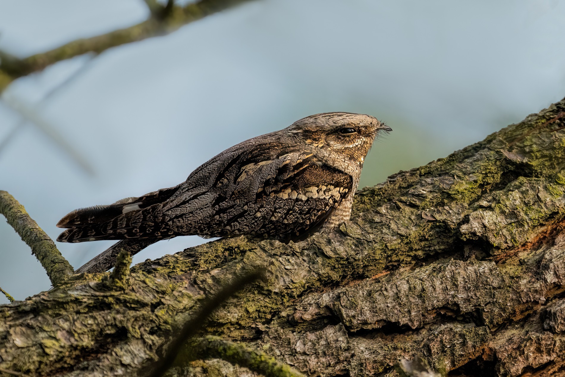 Nightjar.jpg