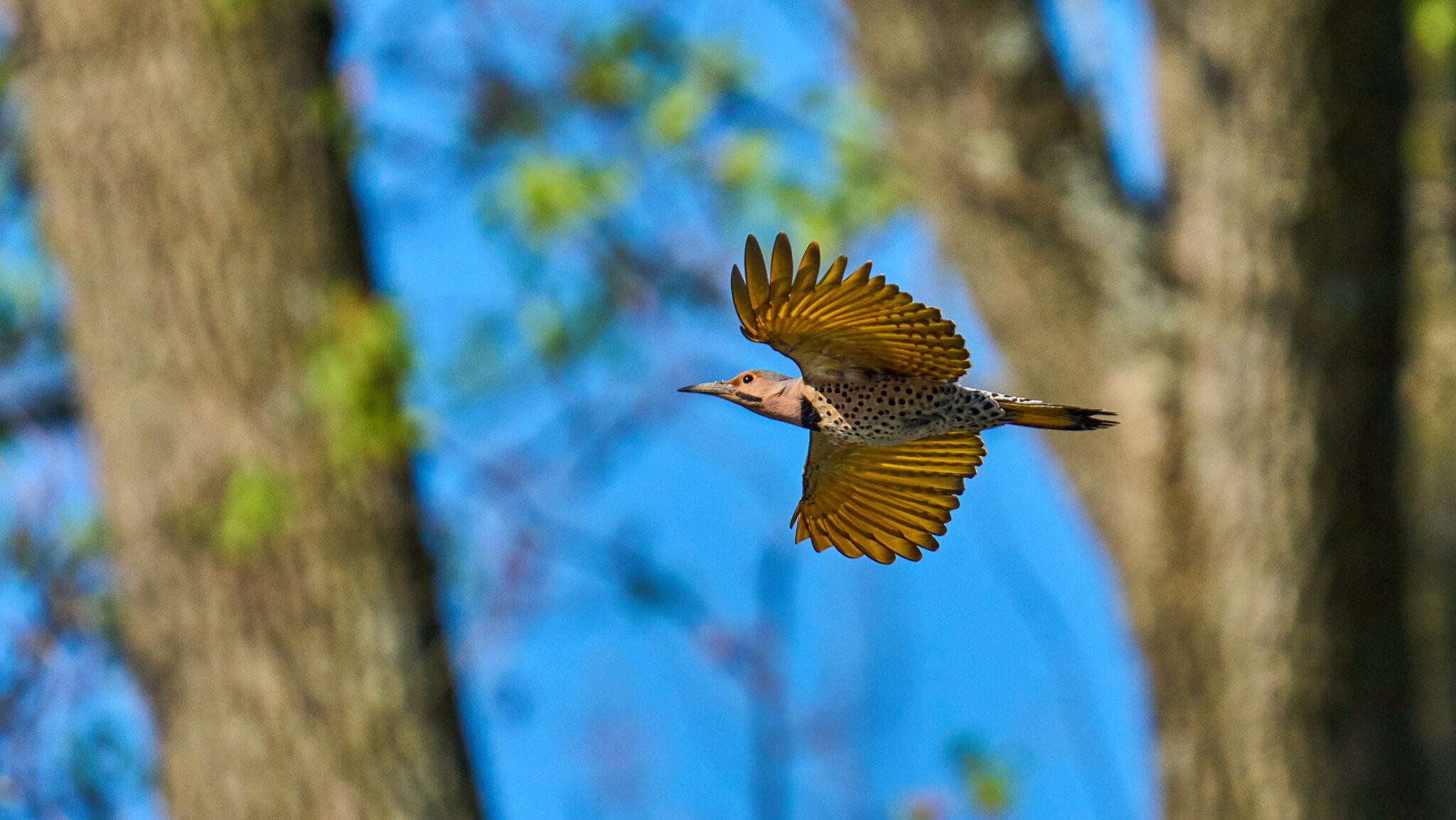 Northen Flicker - Brandywine - 04042026 - 03.jpg